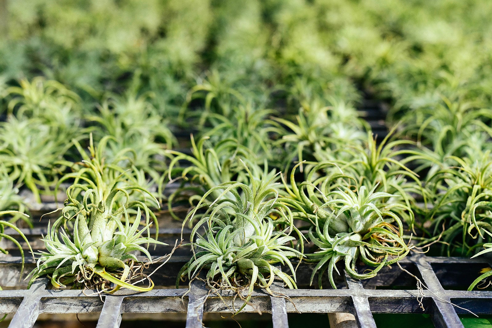 Dozens of air plants being propagated in a nursery on a wooden shelf
