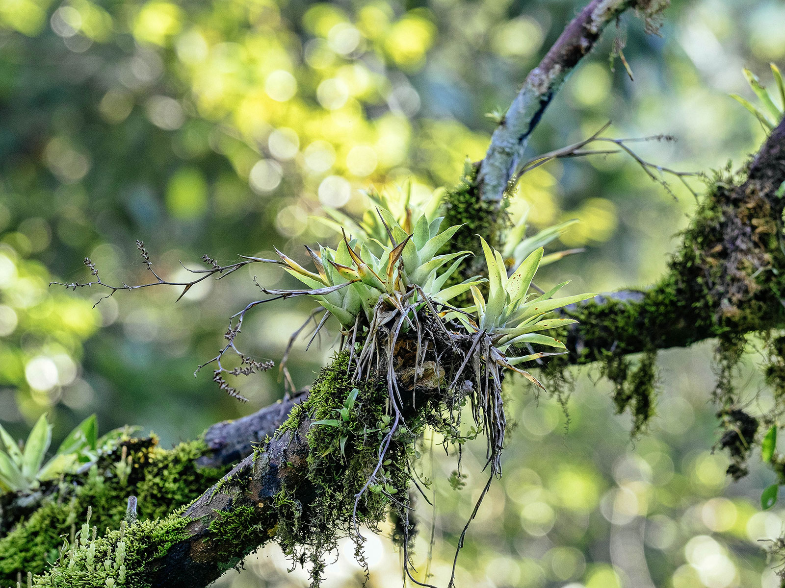 Epiphytic Tillandsia plants growing naturally in the wild on a tree branch