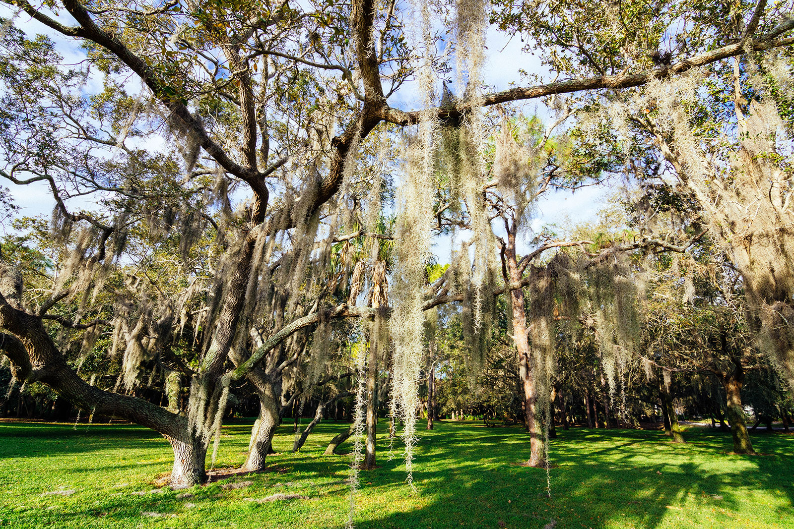 Spanish moss (Tillandsia usneoides) hanging from tree branches in a park
