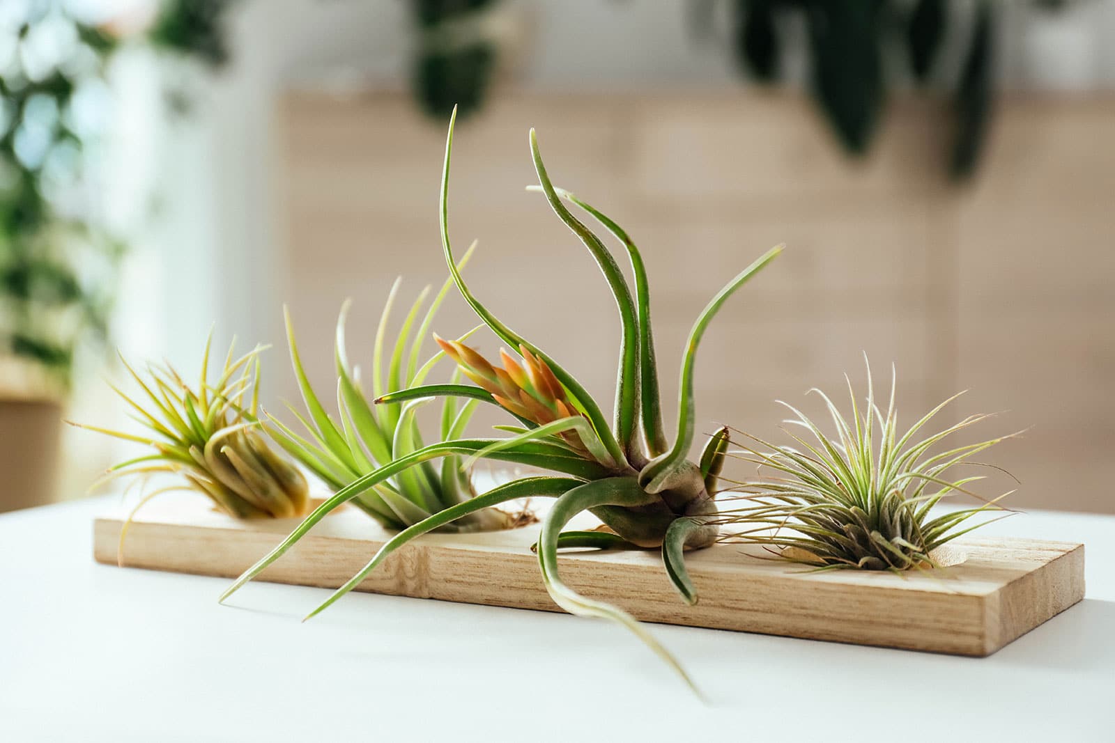 Four different air plants displayed on a narrow wooden board on a table