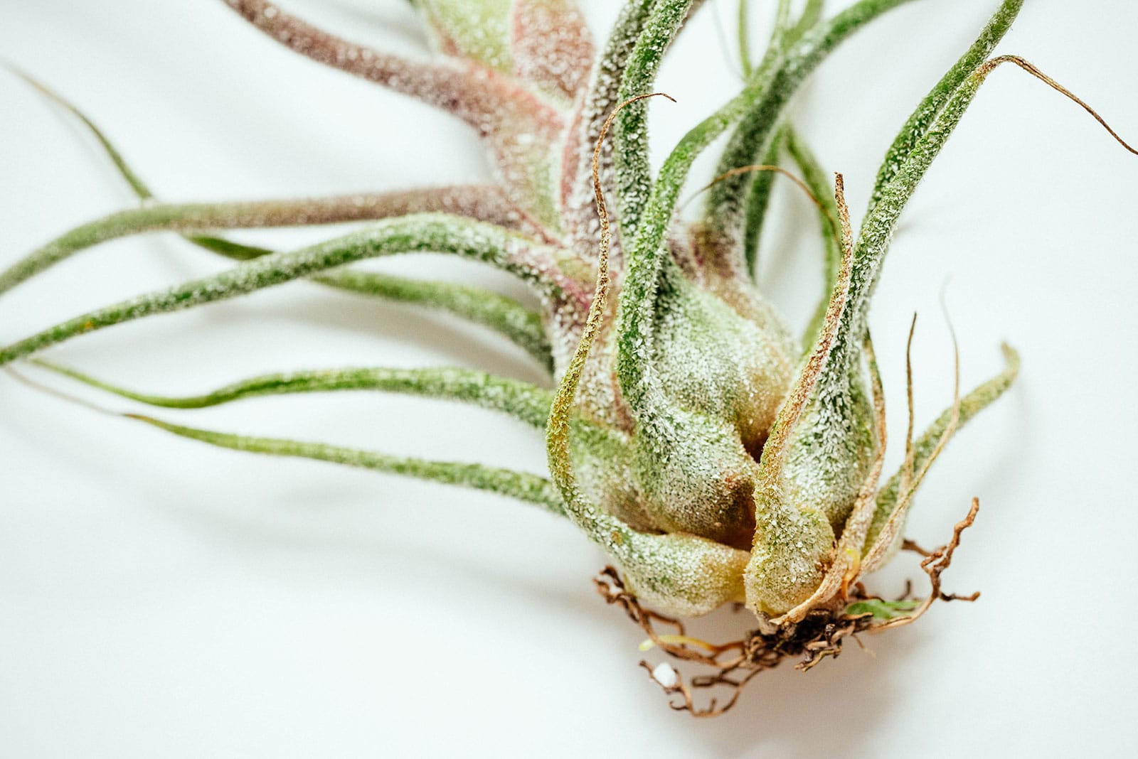 Closeup of trichomes on a fuzzy Tillandsia pruinosa plant set on a white background