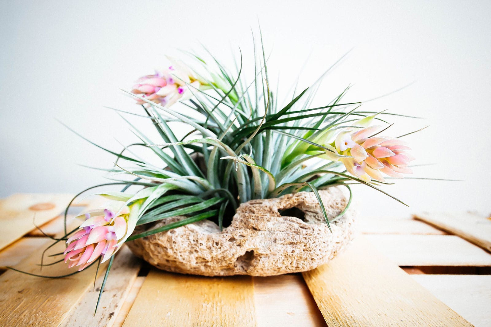Tillandsia plant in bloom with pink flowers, displayed in a rustic bark container on a wooden table