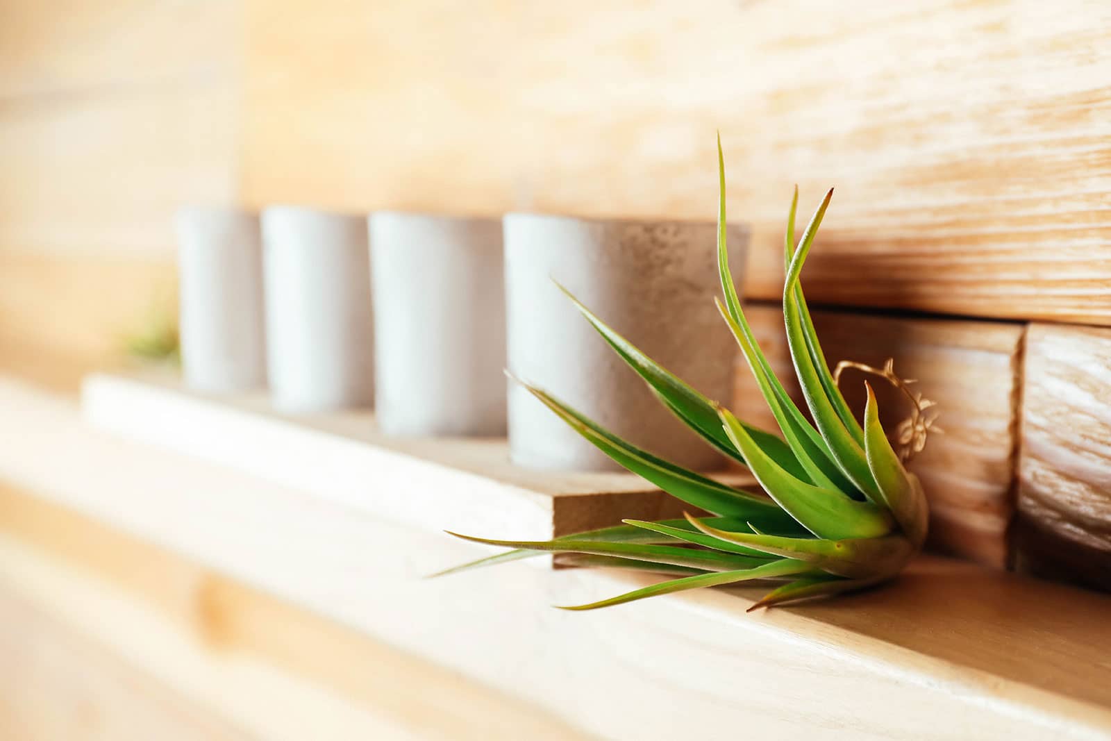 Air plant displayed simply on a wooden shelf next to a series of white votive candles