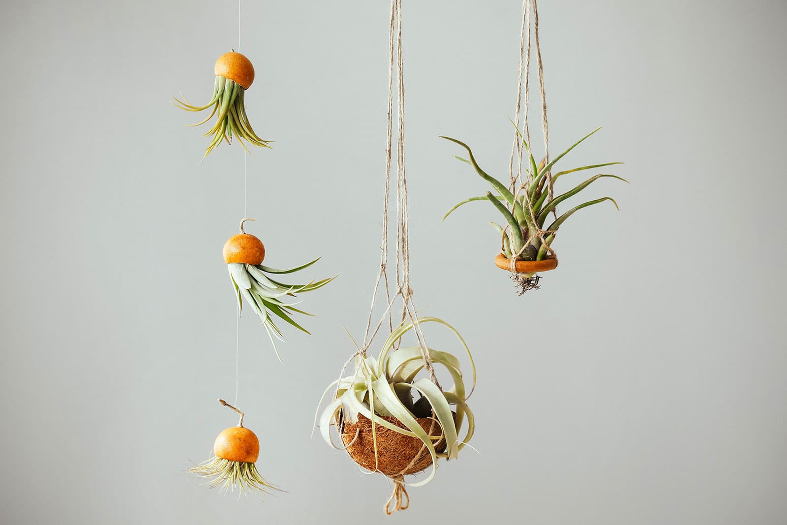 Five different types of air plants hung from the ceiling in various creative arrangements with twine and fishing line