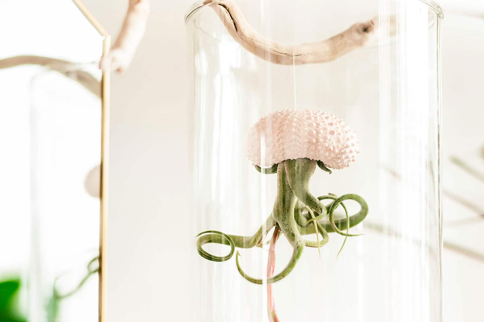 Air plant mounted in a sea urchin shell, hung upside-down from a driftwood twig, and displayed inside a glass cloche