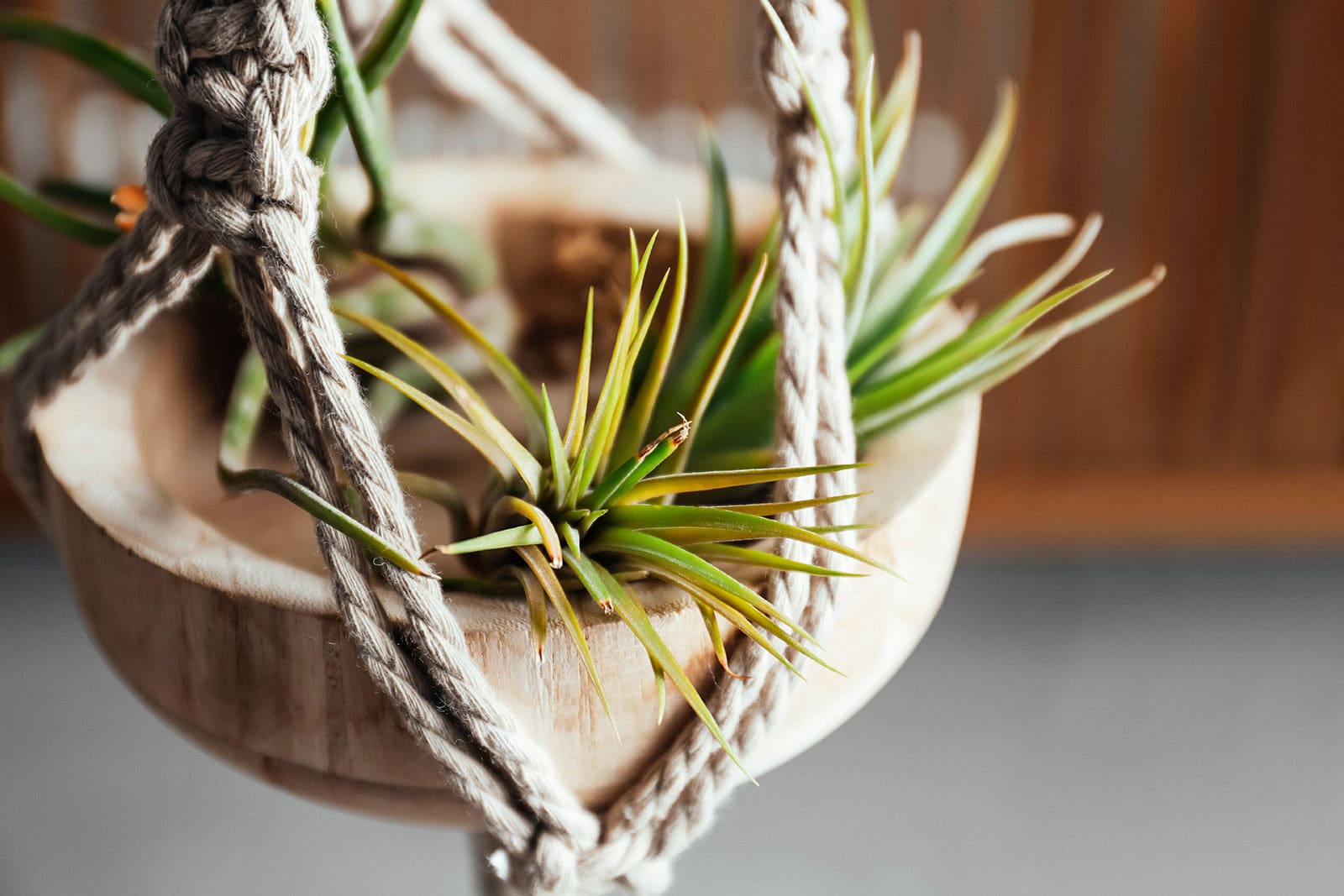 Air plants displayed in a wooden bowl plant holder suspended with jute rope