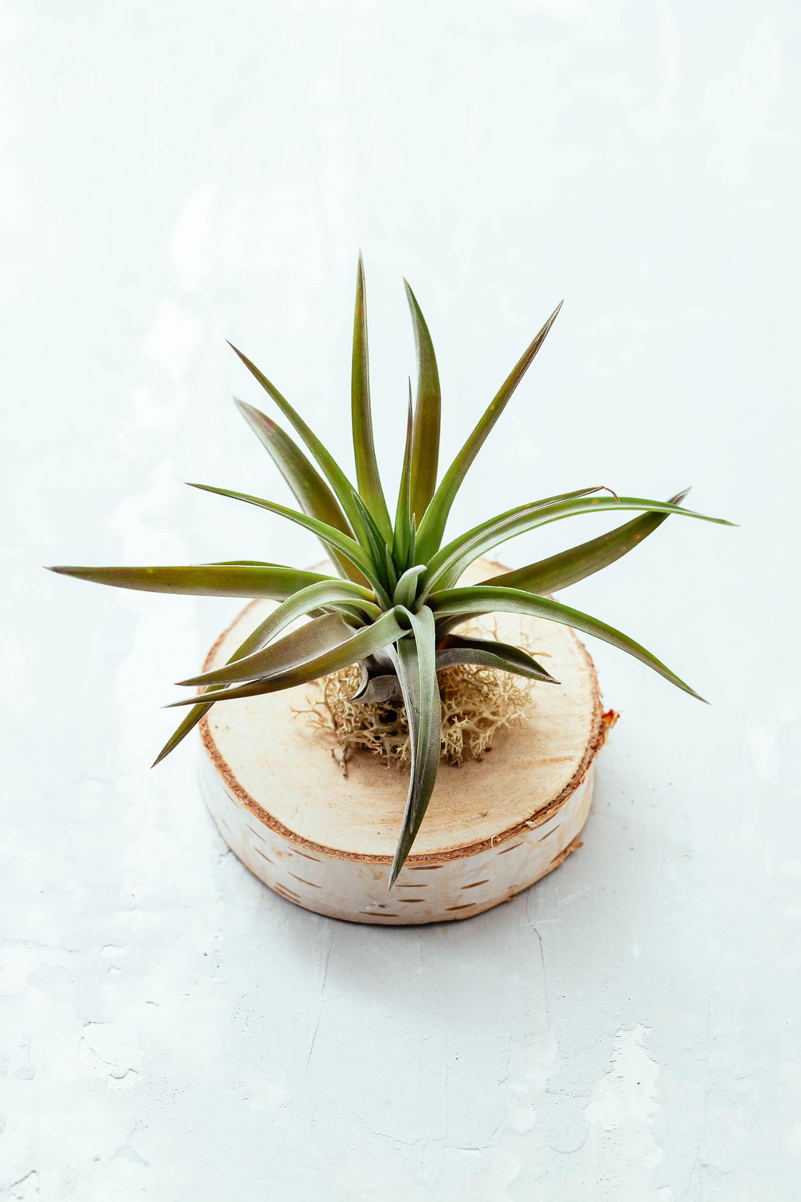 Air plant mounted on a white log round with moss arranged around the base of the plant