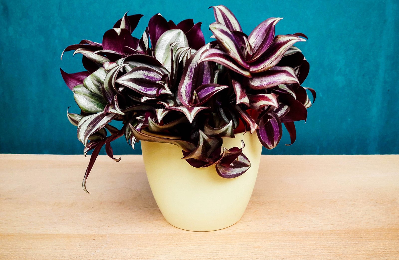Tradescantia zebrina (wandering Jew or inch plant) with deep purple, green, and cream foliage in a yellow container, shot against a blue background