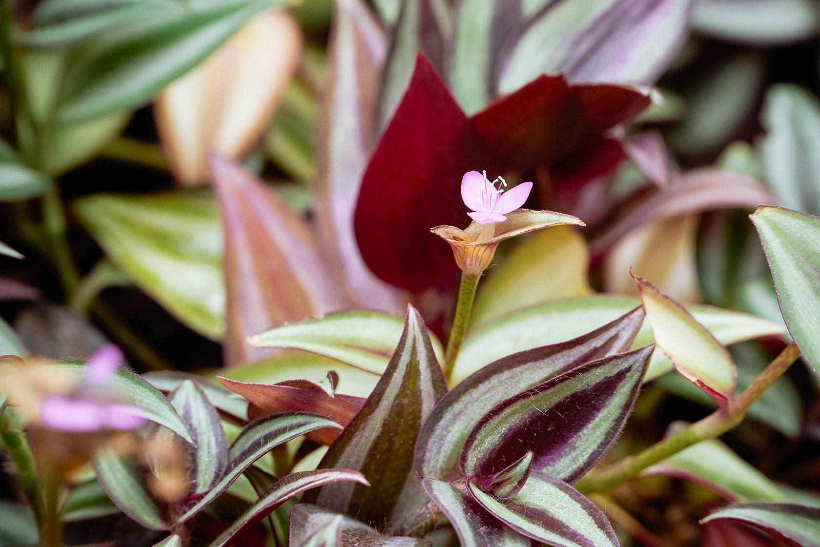 Close-up of pink flower on a tricolor wandering Jew (inch plant)