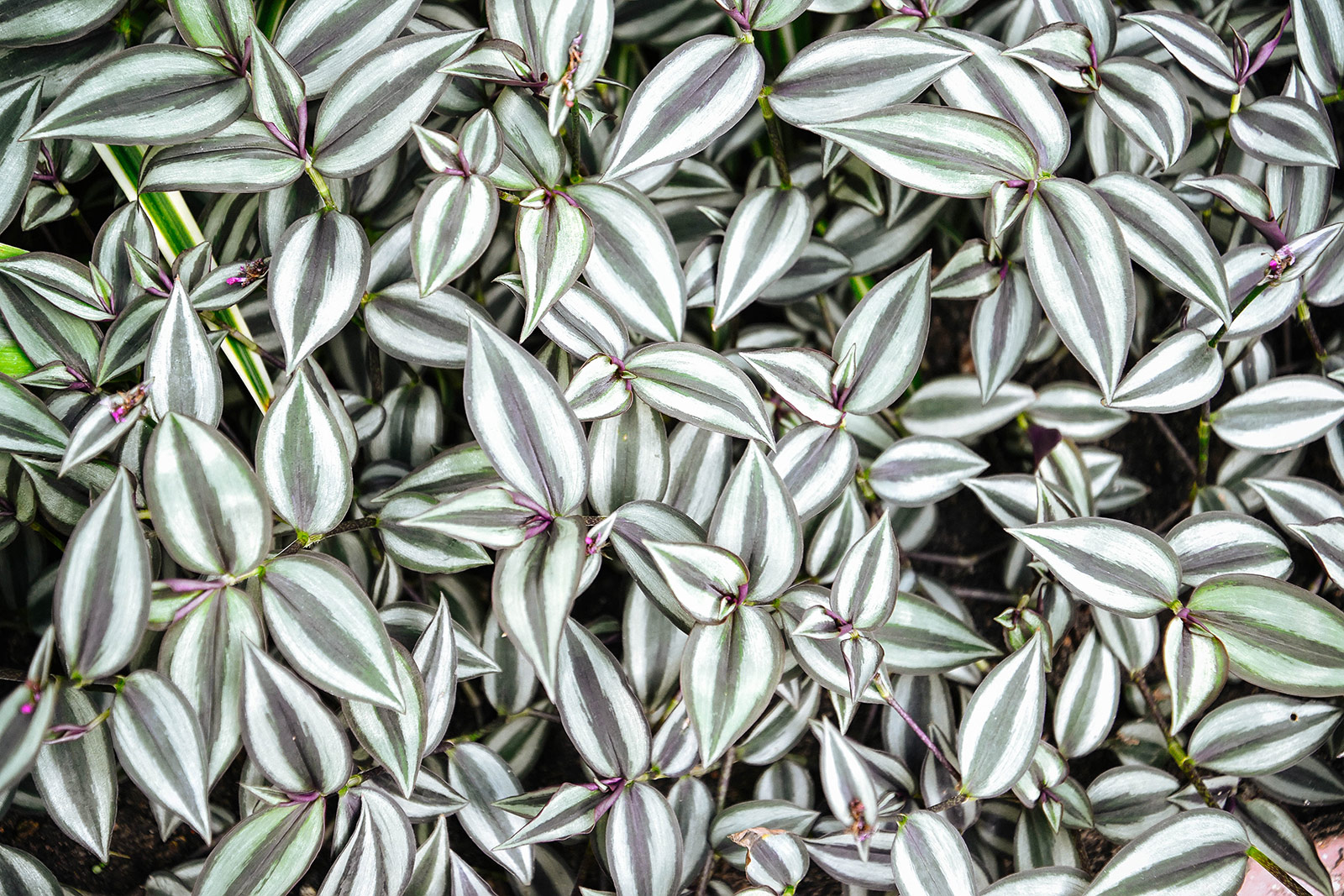 Wandering jew (spiderwort) plant with green and silver leaves