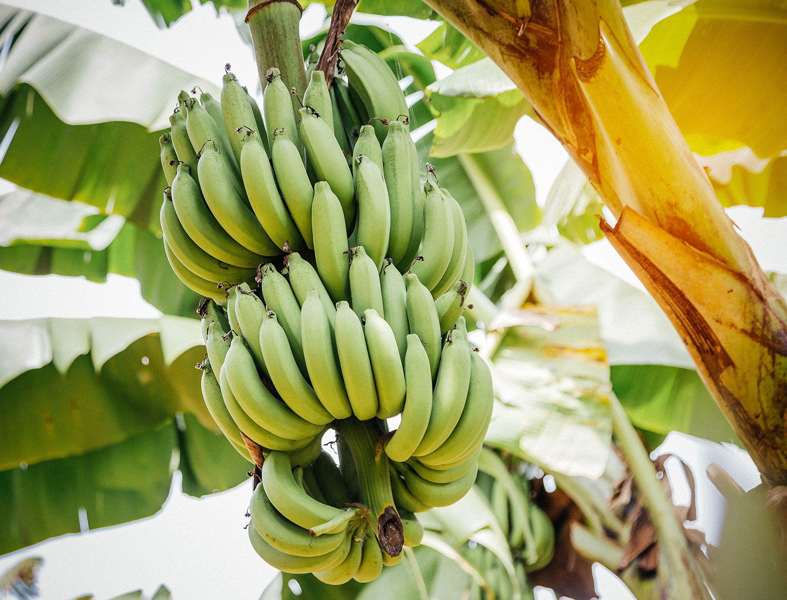 Green banana bunch on a tree