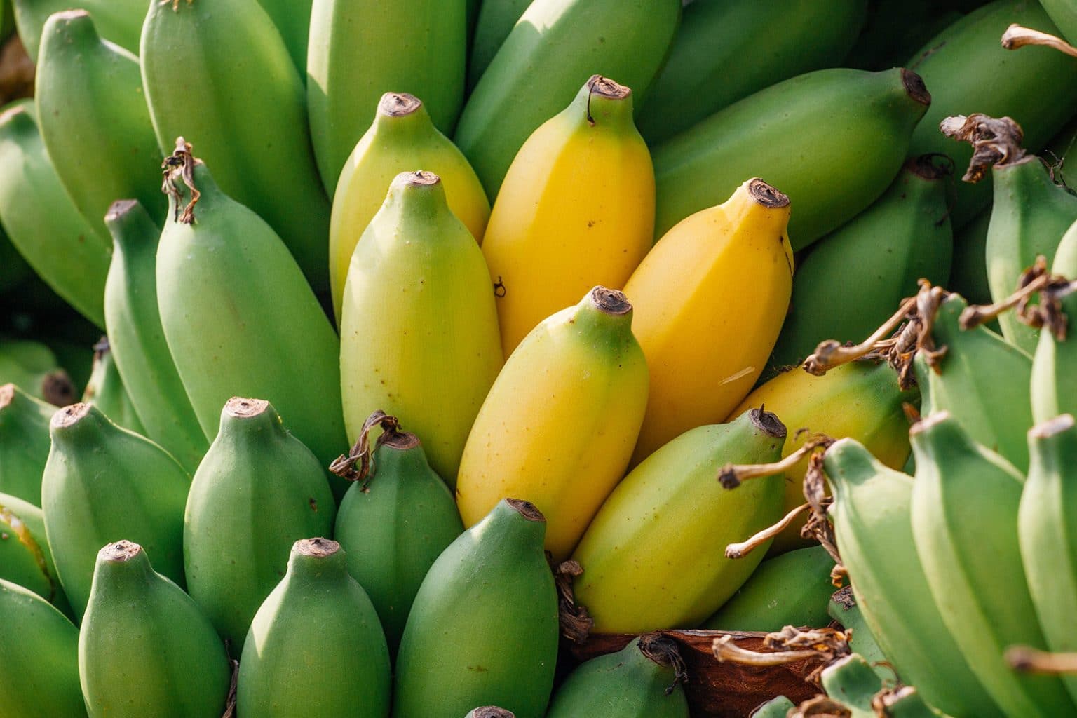 Why Bananas Split Open By Themselves - Garden Betty