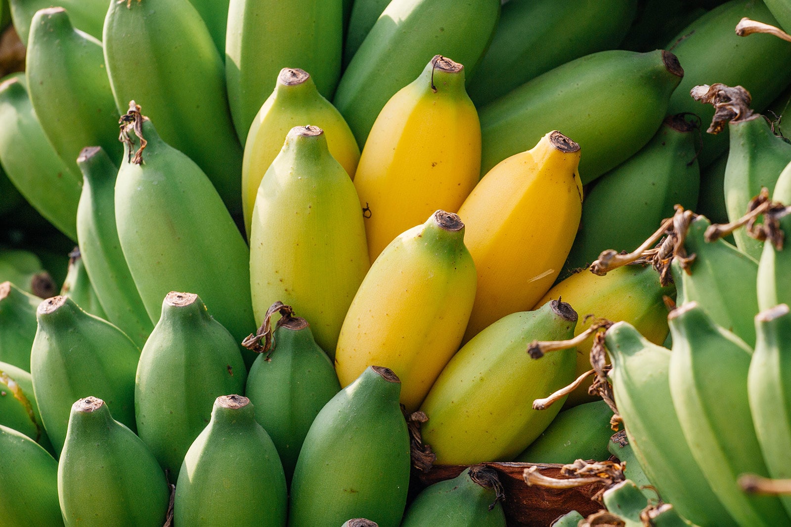 Close-up of green banana bunch with a few bananas turning yellow