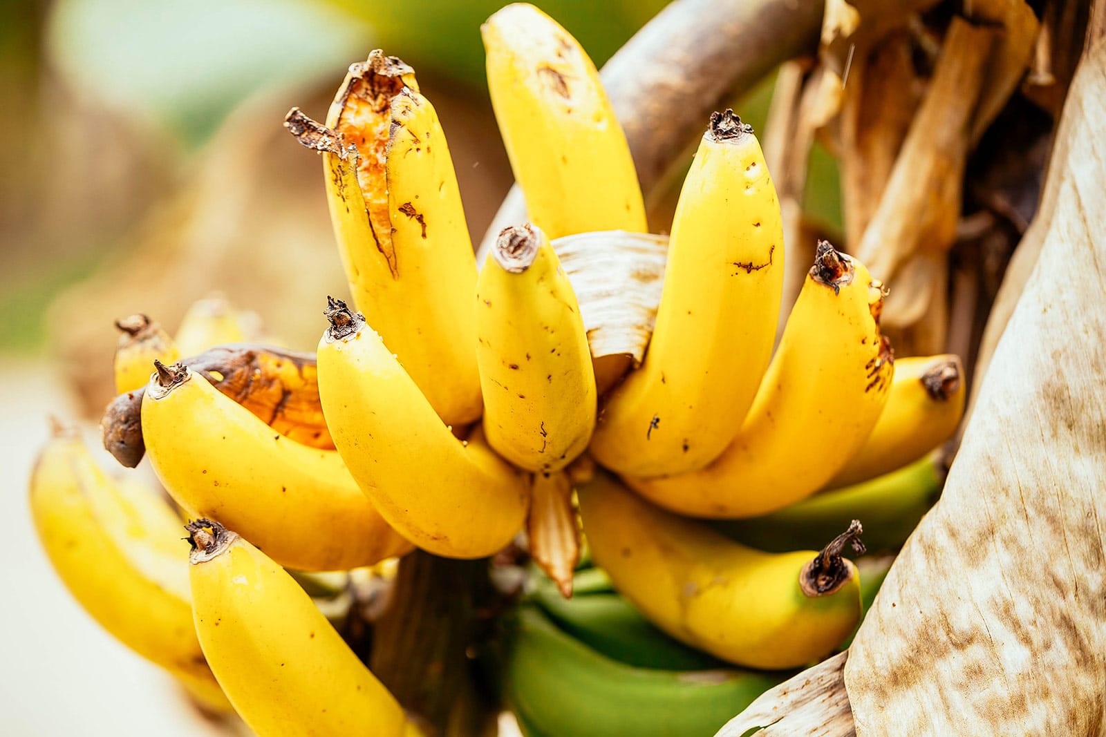 A bunch of overripe bananas on a tree starting to split open