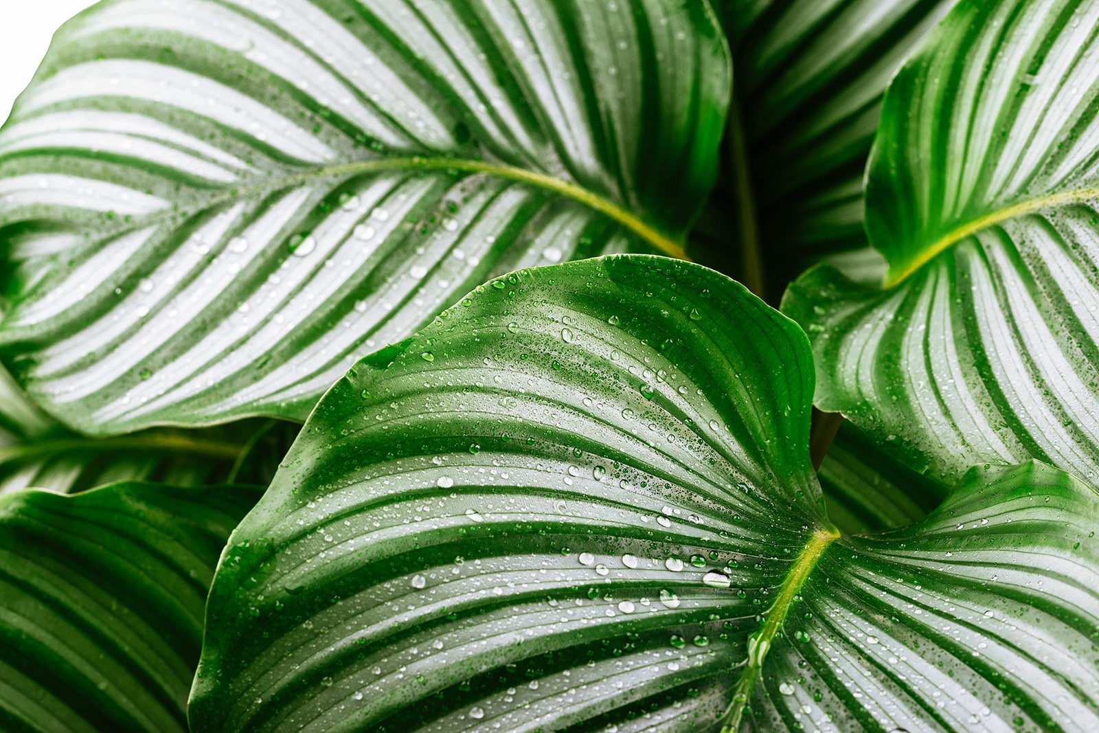 Close-up of Calathea orbifolia leaves with droplets of water on the surface