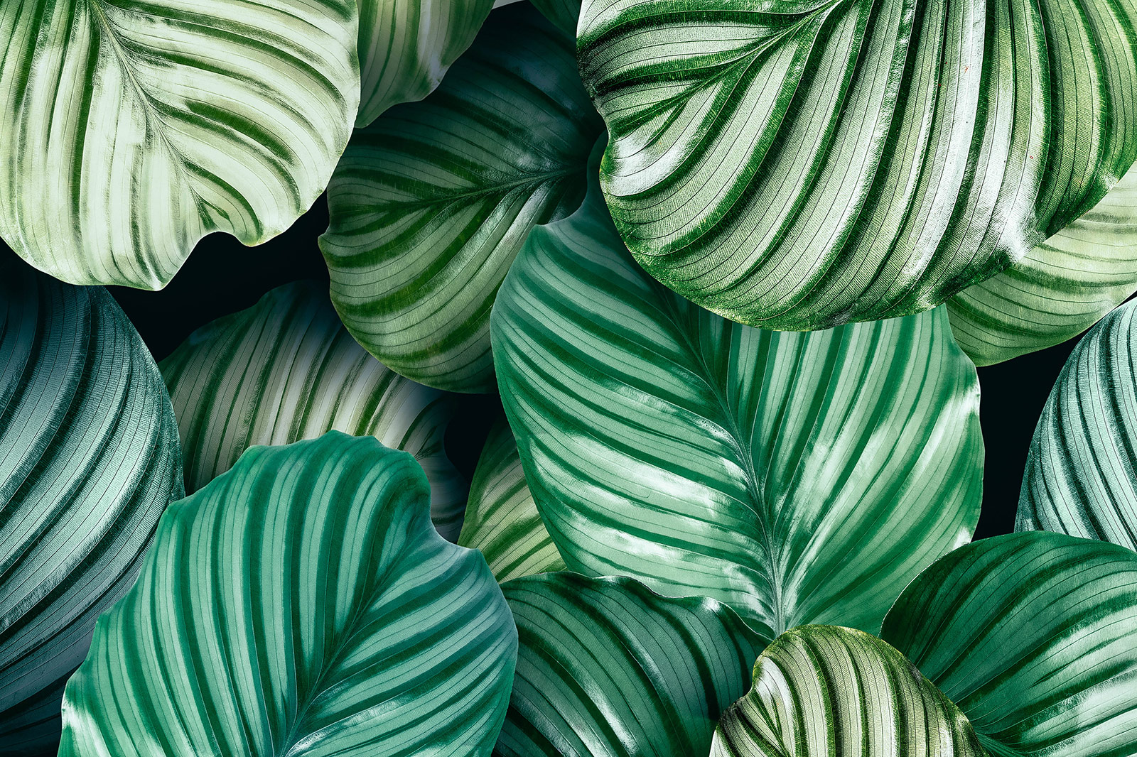 Overhead view of a cluster of Calathea orbifolia plant leaves in varying shades of green and cream stripes