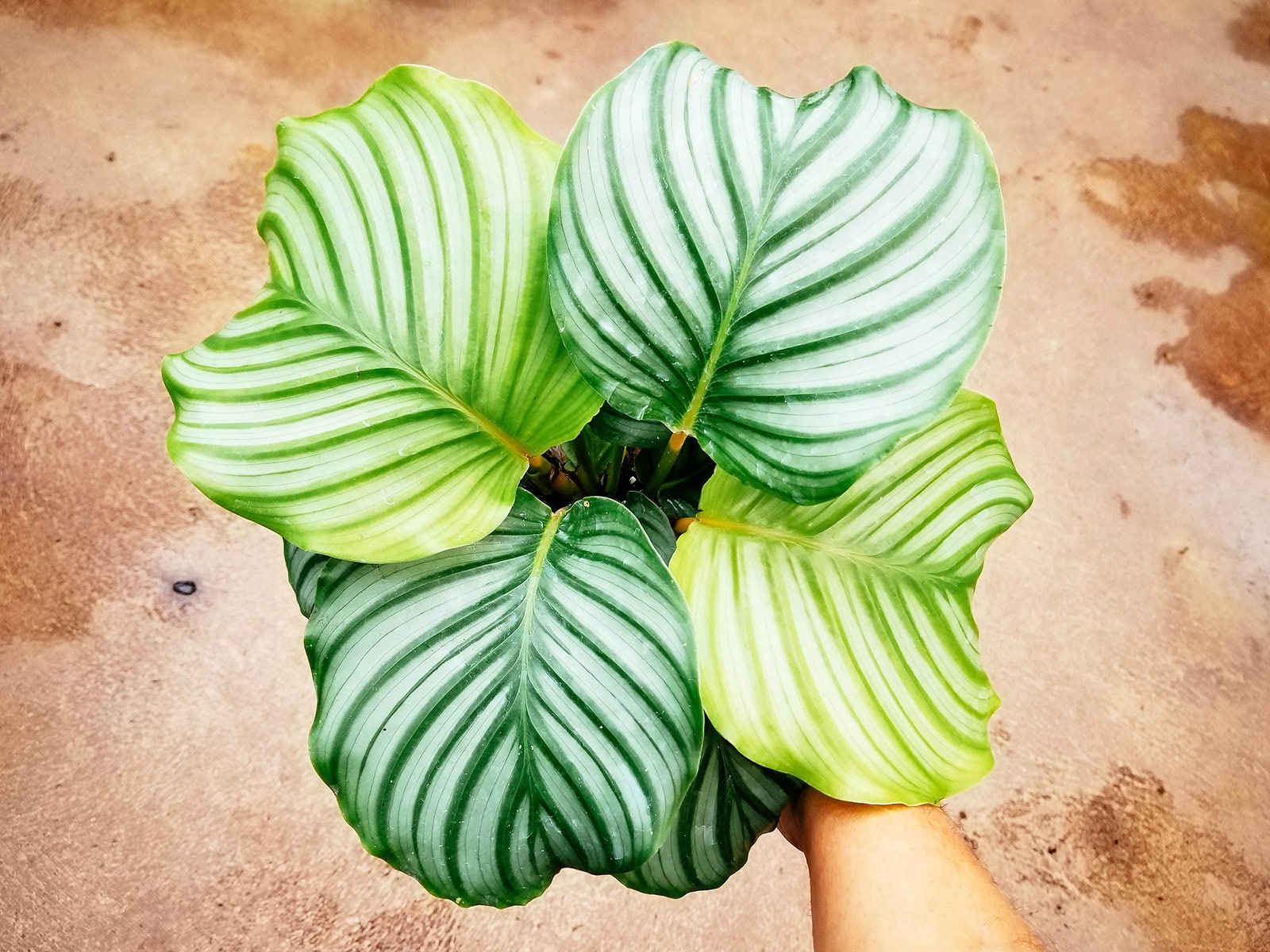 Overhead shot of an arm holding out a Calathea orbifolia plant against a rustic brown background