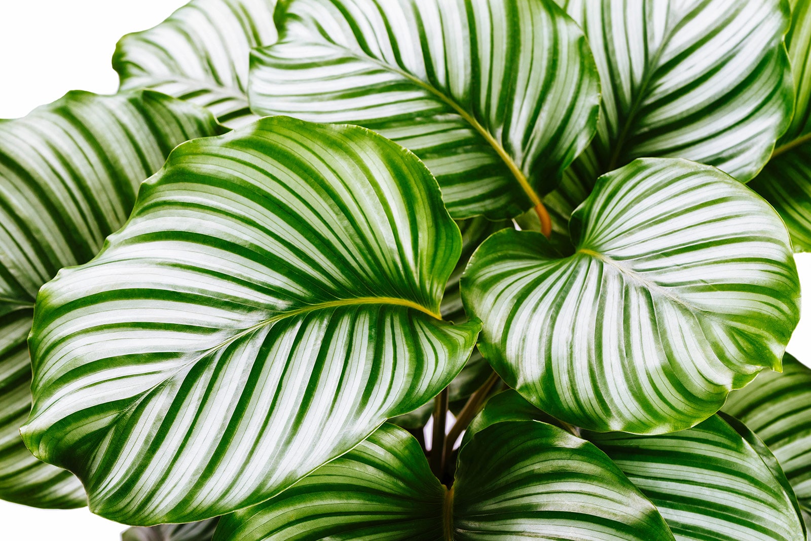 A full Calathea orbifolia prayer plant with large, green and white striped leaves