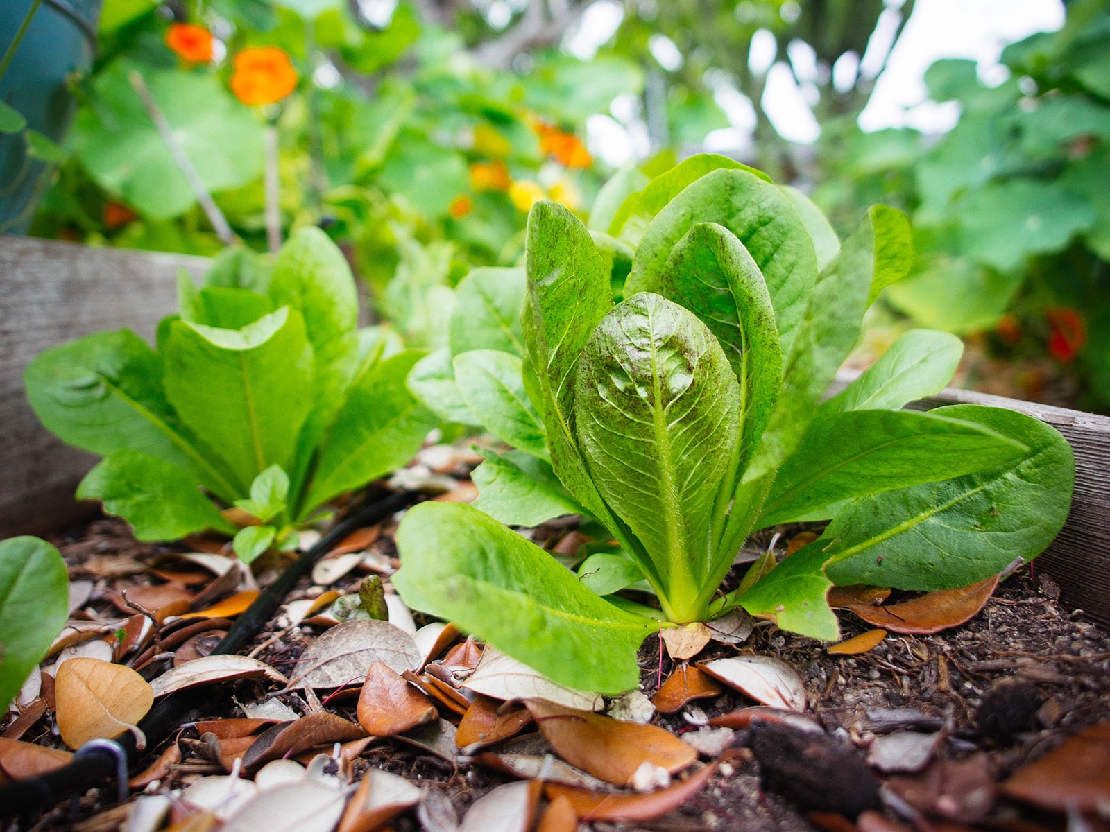 Small heads of lettuce growing in a garden bed