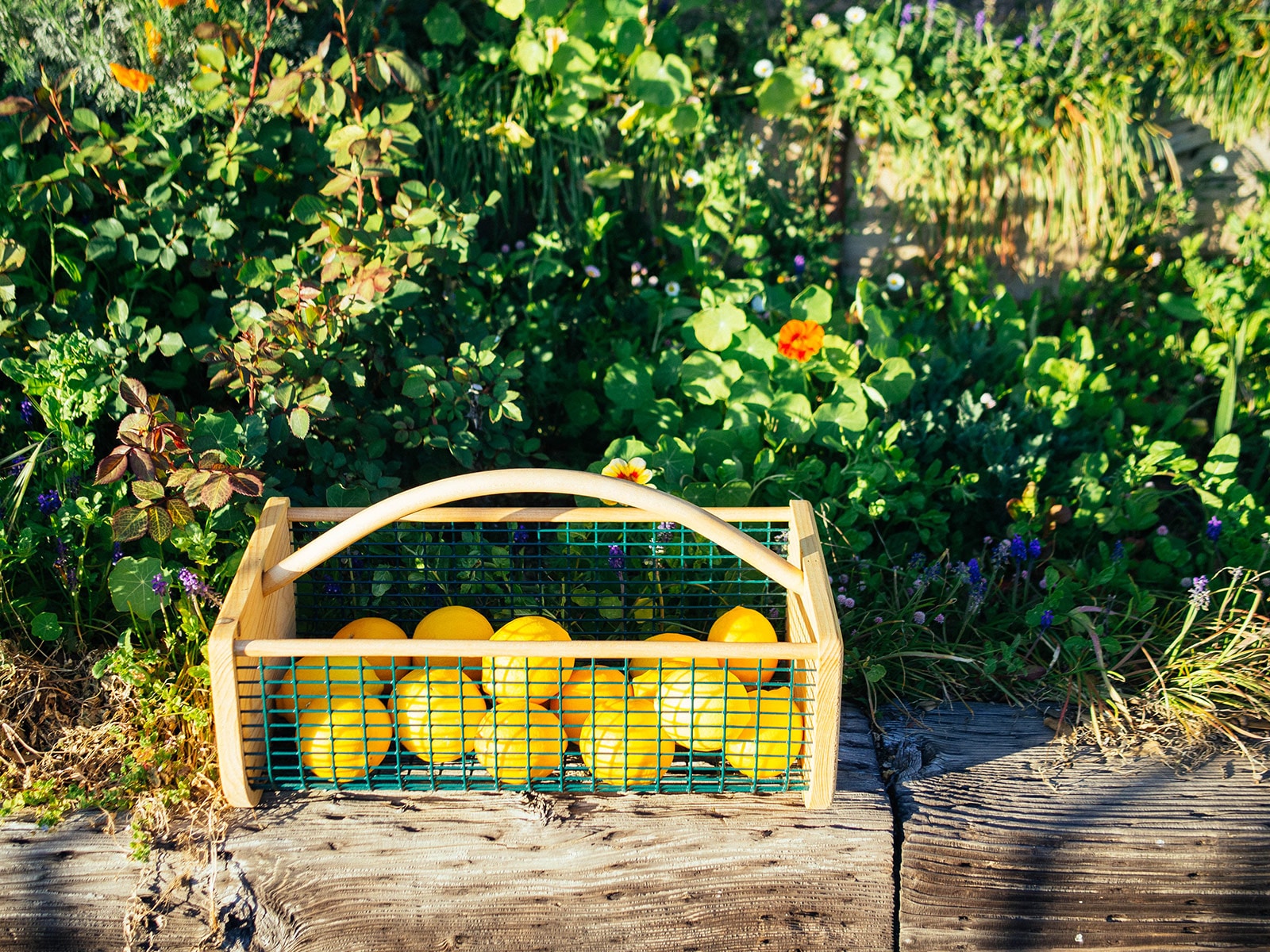 A wire basket filled with freshly picked lemons in a garden