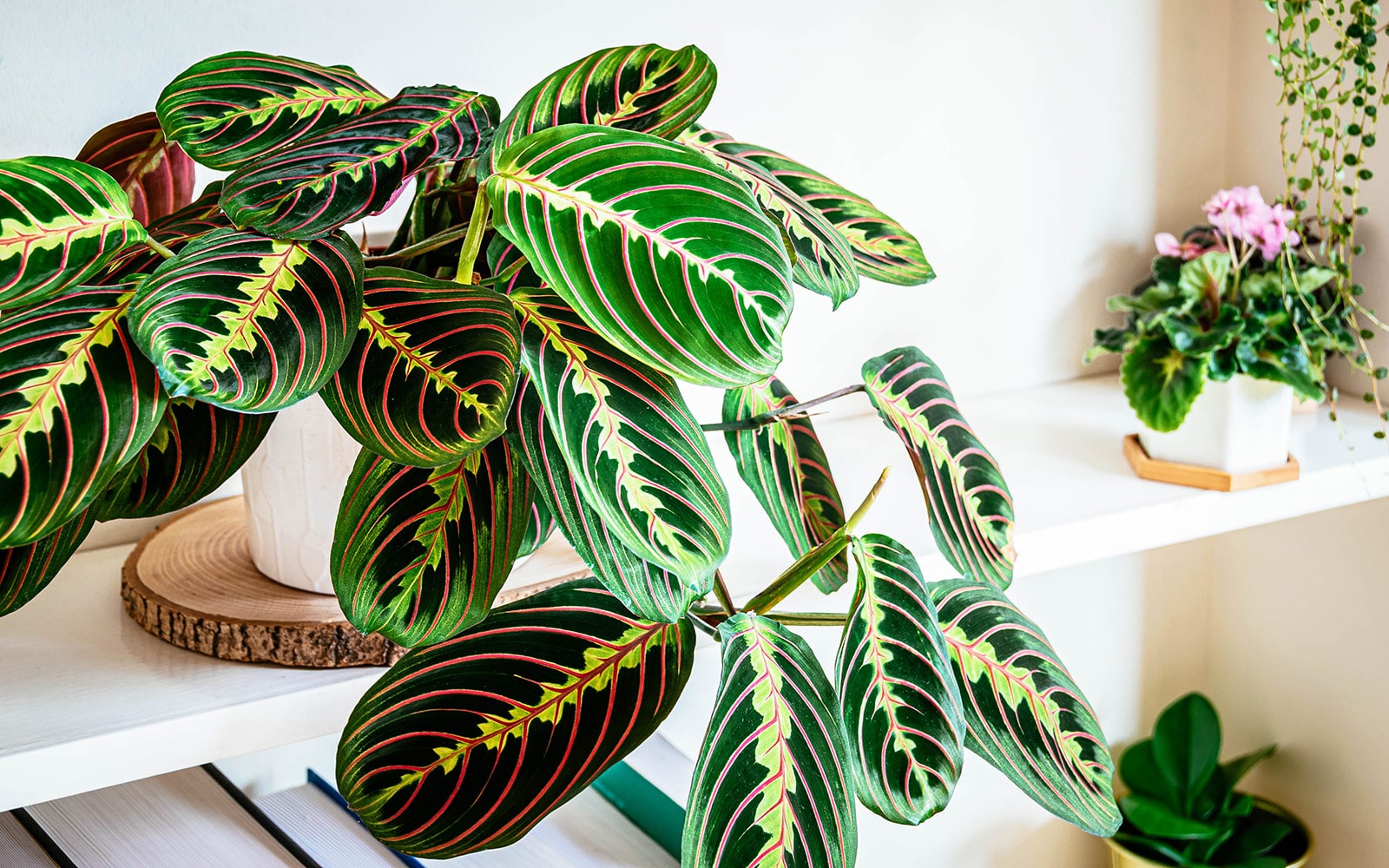 Prayer plant care: how to keep Maranta leuconeura alive