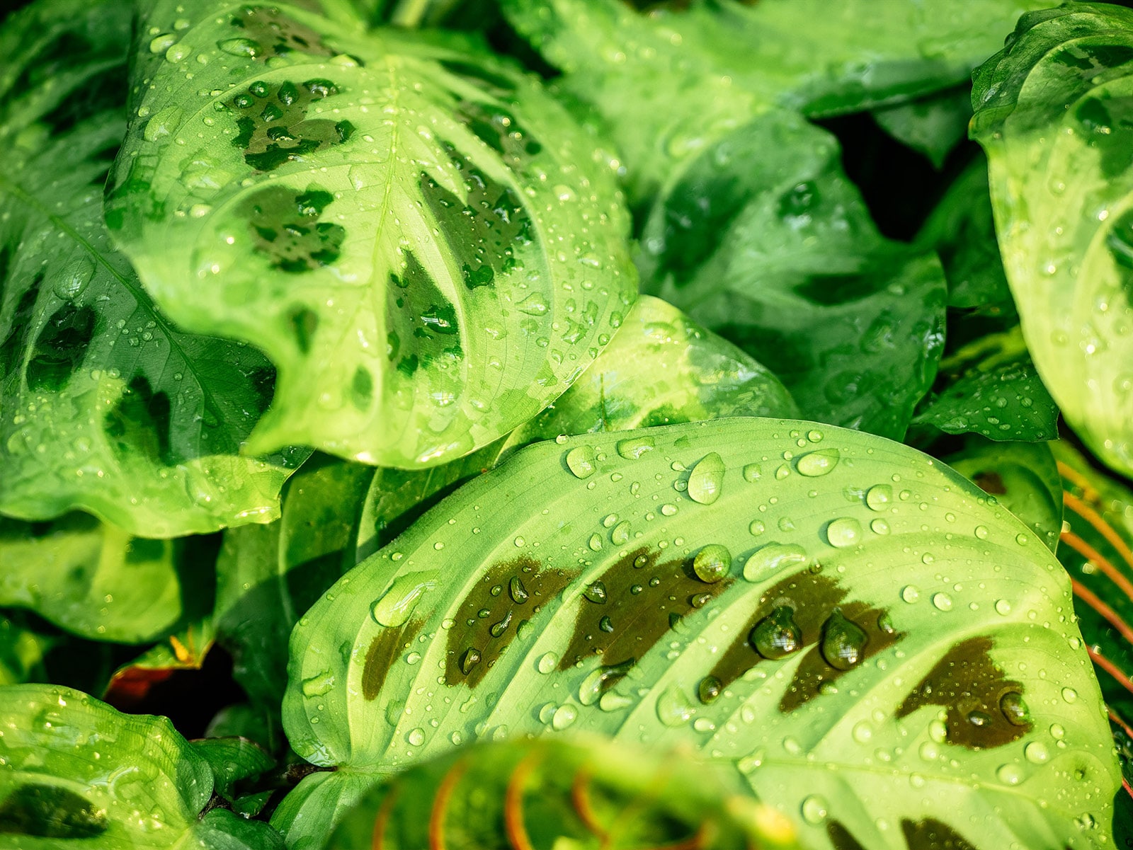 Close-up of water droplets on Maranta plant leaves
