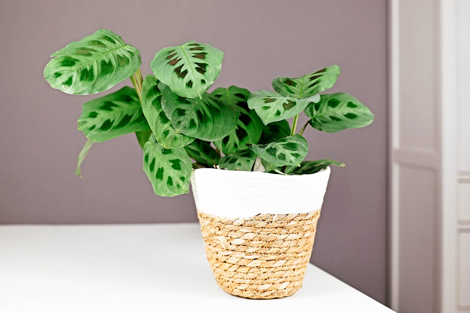 Maranta houseplant in a woven brown and white basket in a gray room