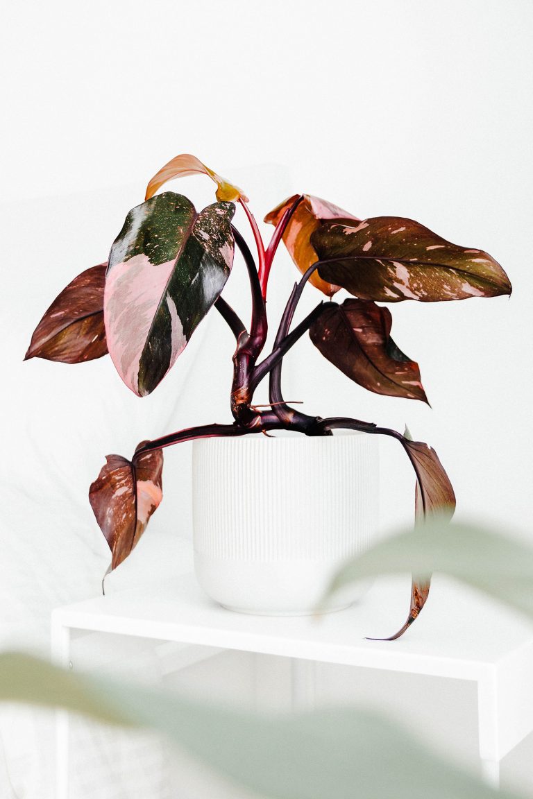 A Hot (Pink) Houseplant: How to Care for the Pink Princess Philodendron