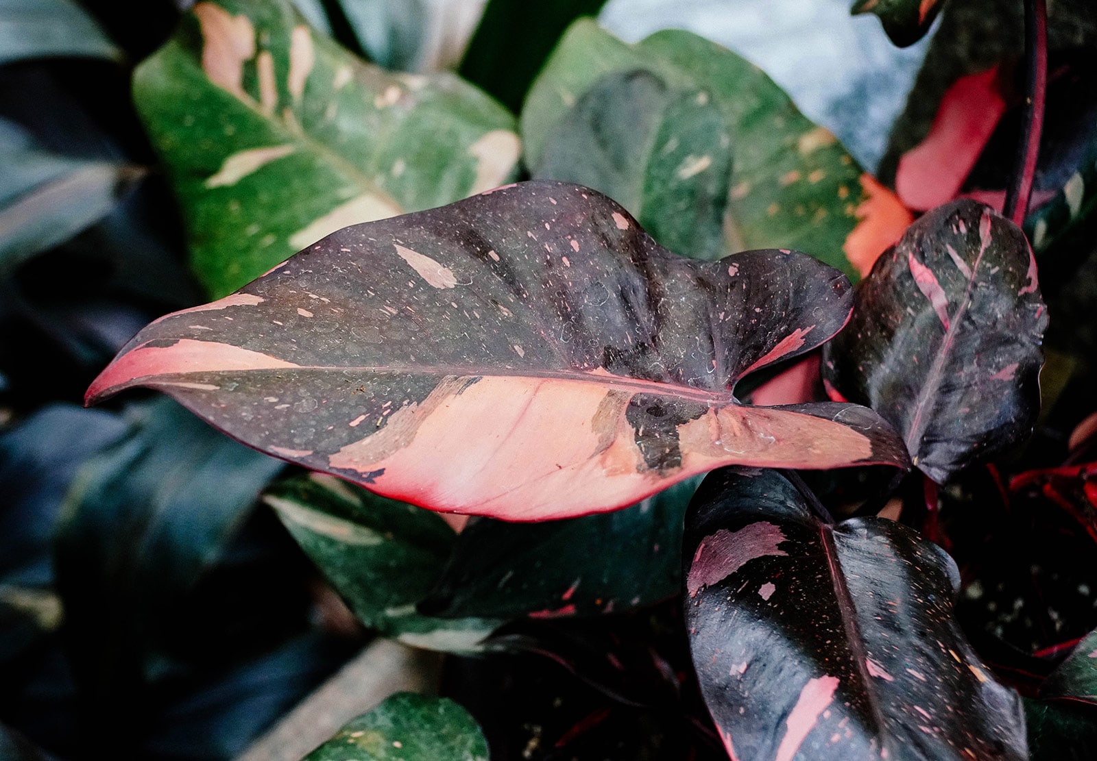 Close-up of Pink Princess Philodendron plant with black and pink variegated leaves
