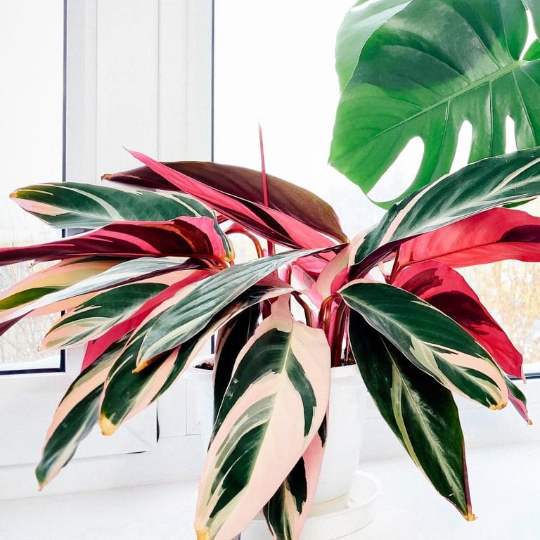 How to Bring Out the Stunning Pink Leaves in Your Stromanthe Triostar
