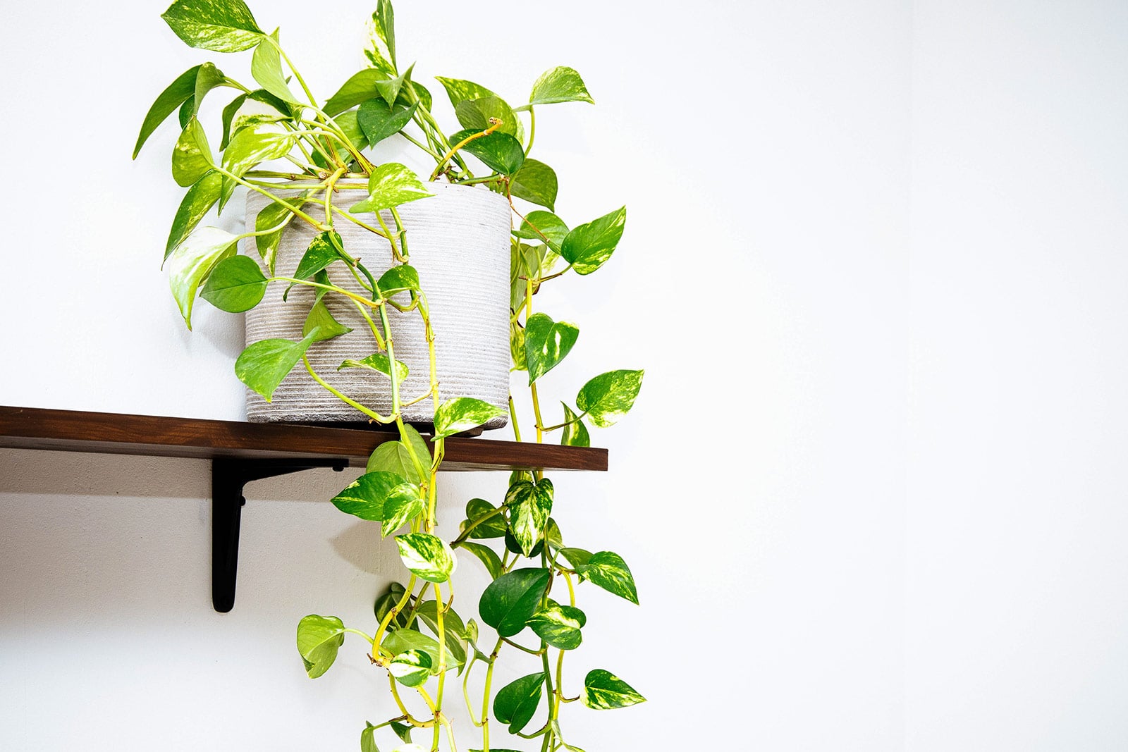A potted Marble Queen pothos plant in a white woven pot, with vines trailing down from a shelf on the wall