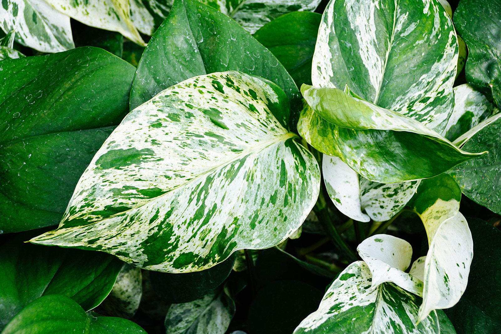 Close-up of variegated Marble Queen pothos leaves