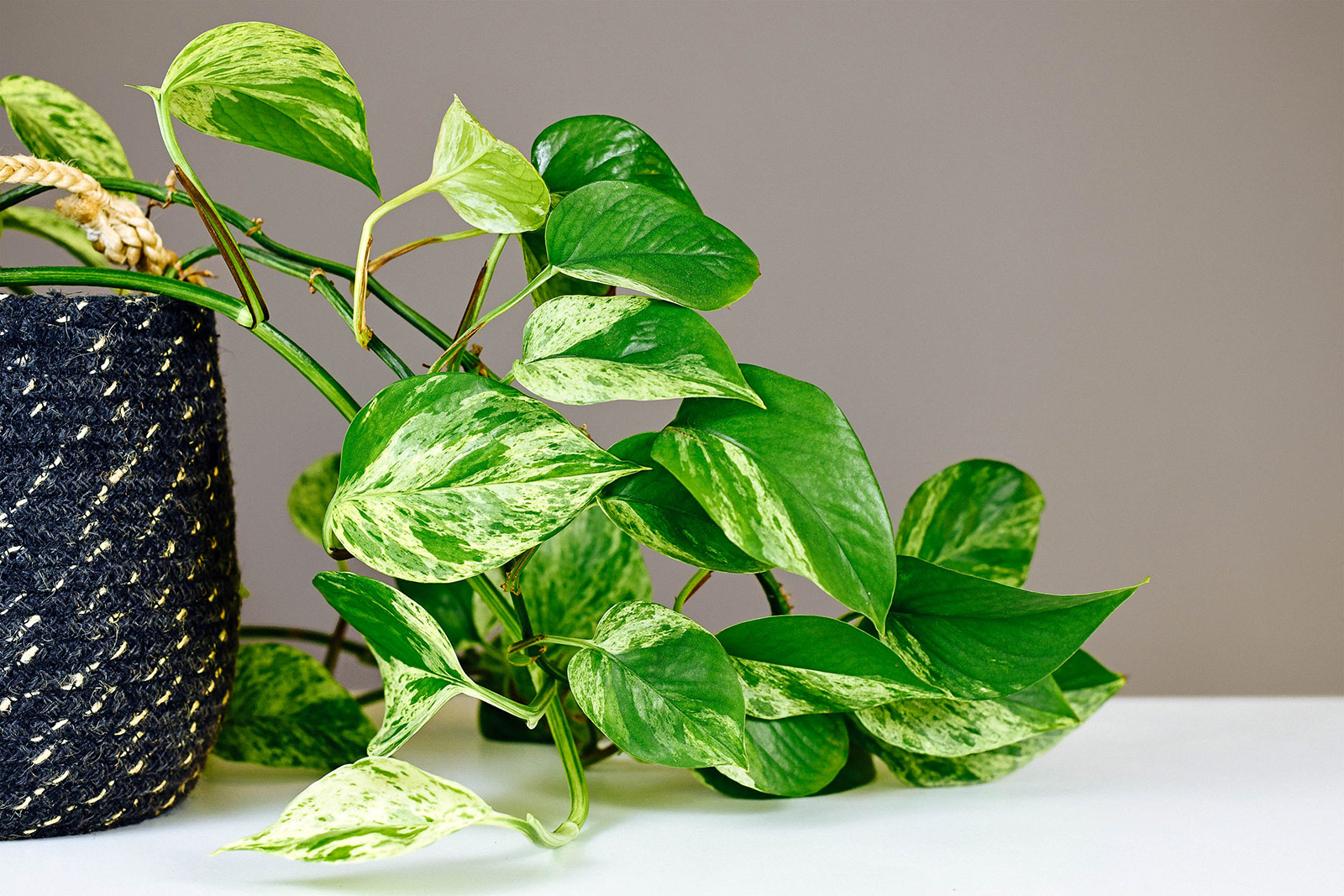 Marble Queen pothos (Epipremnum aureum) vines trailing down to a table from a black fabric pot