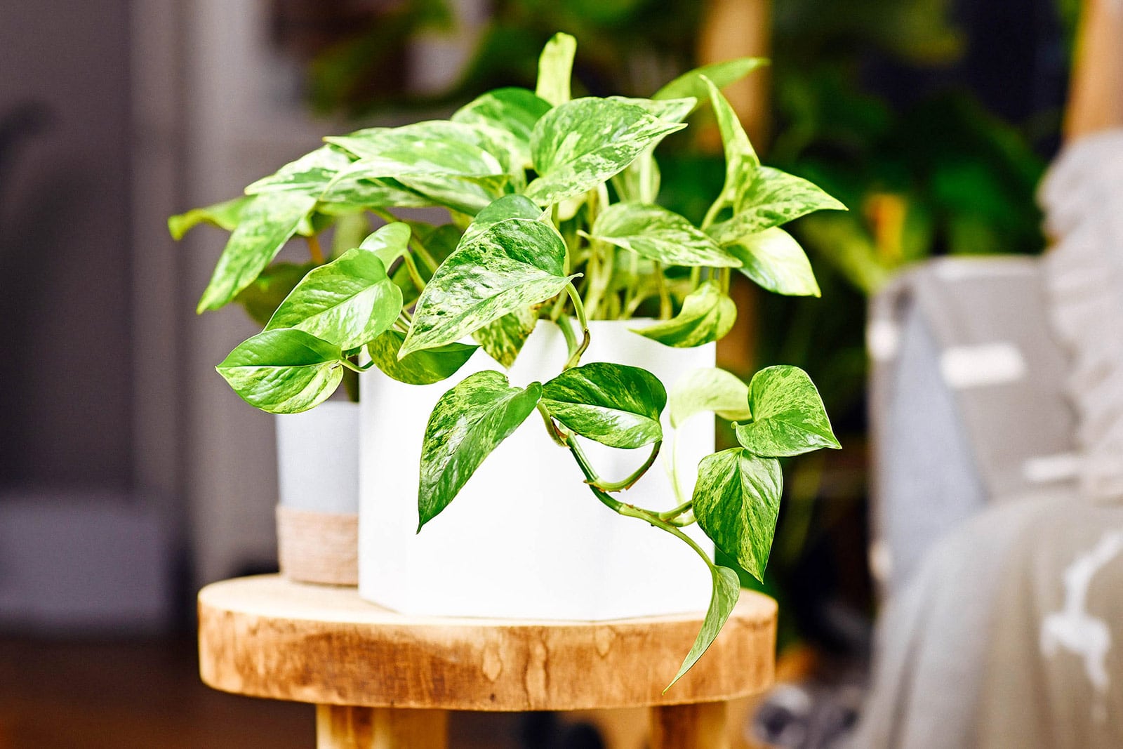 Marble Queen pothos plant (devil's ivy) in a white ceramic pot on a wooden stool with other houseplants in the background