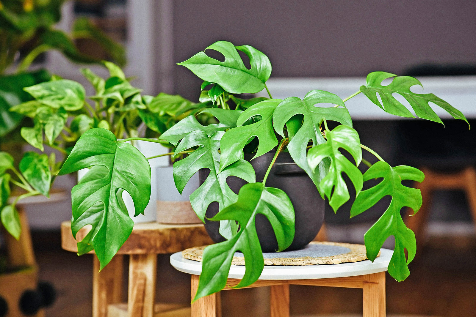Rhaphidophora tetrasperma houseplant (mini Monstera) in a black ceramic pot on a side table, with more tropical houseplants in the background