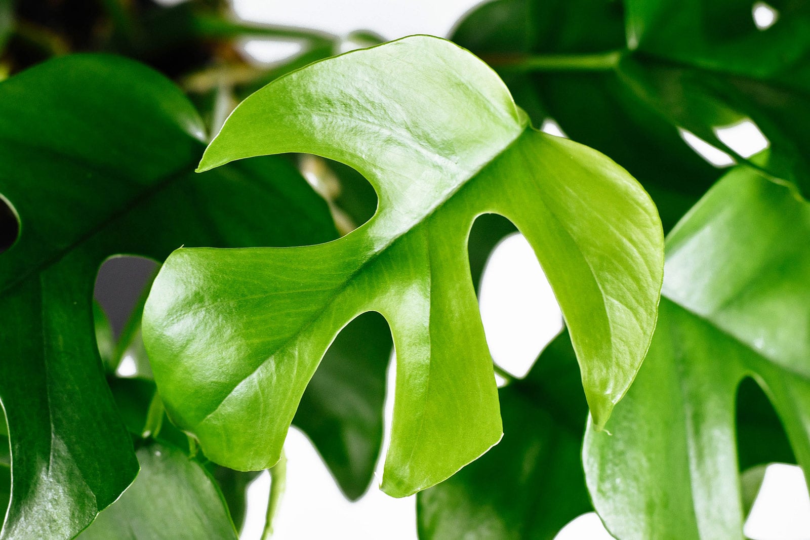 Close-up of split-leaf Rhaphidophora tetrasperma foliage