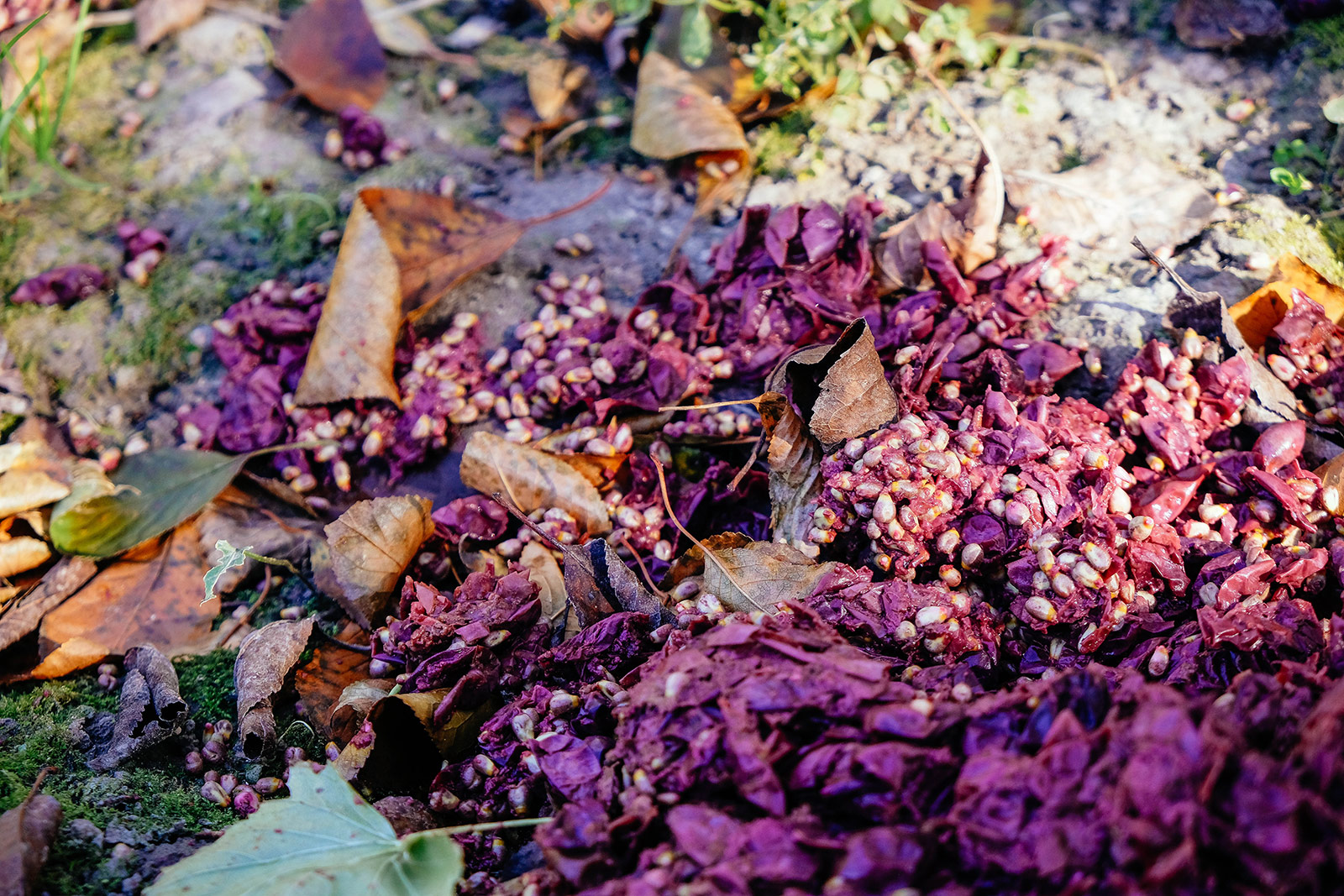 Close-up of compost in the yard, including pomace (wine grape waste) and dried leaves