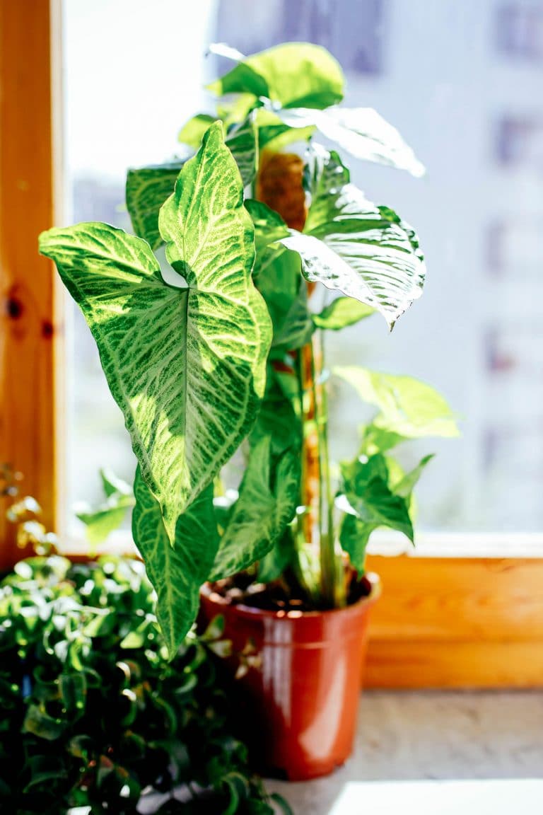 Simple Tips for Arrowhead Plant Care (Syngonium Podophyllum)