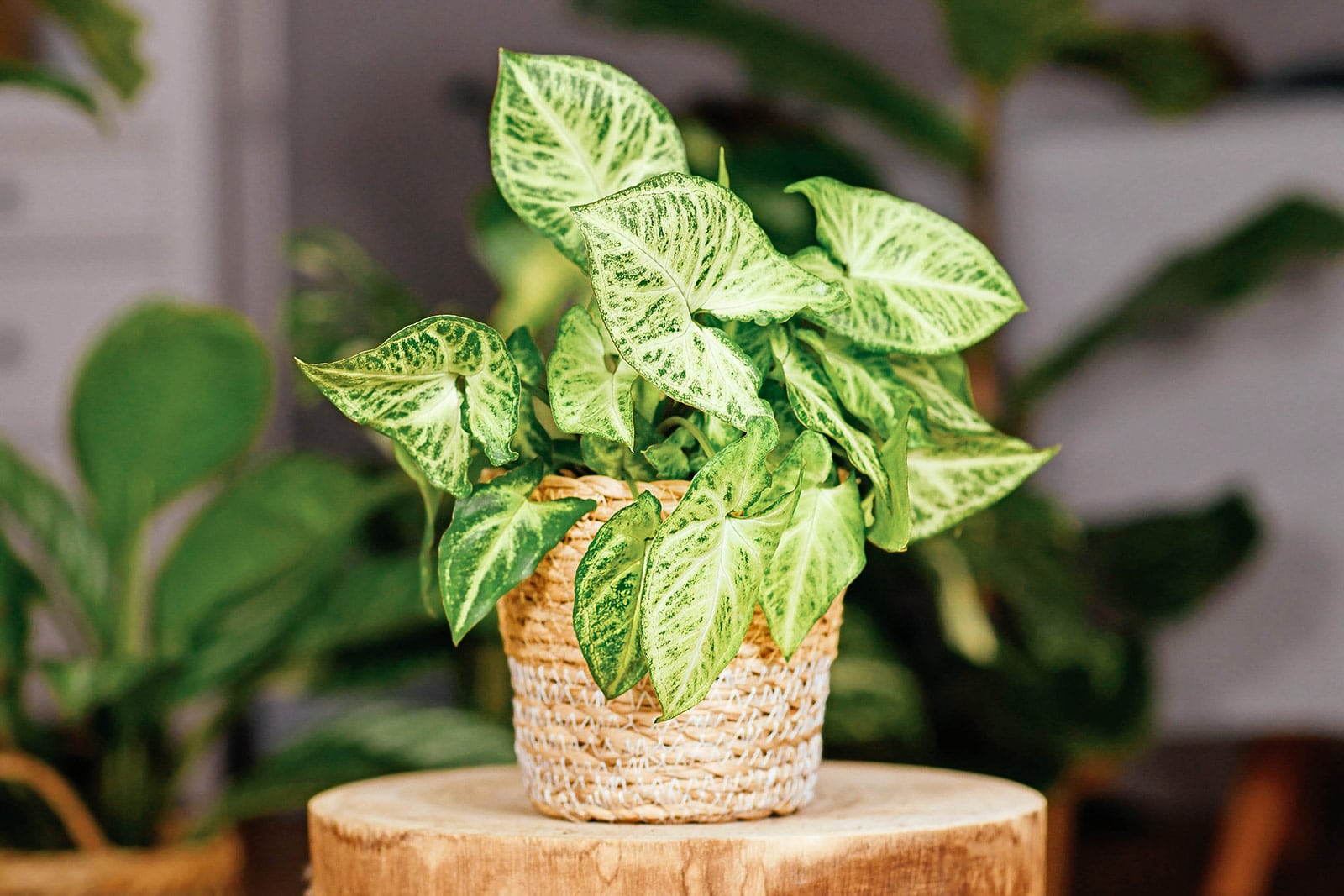 An arrowhead plant (Syngonium podophyllum) in a woven natural fiber pot, on a wooden stump, with other houseplants in the background