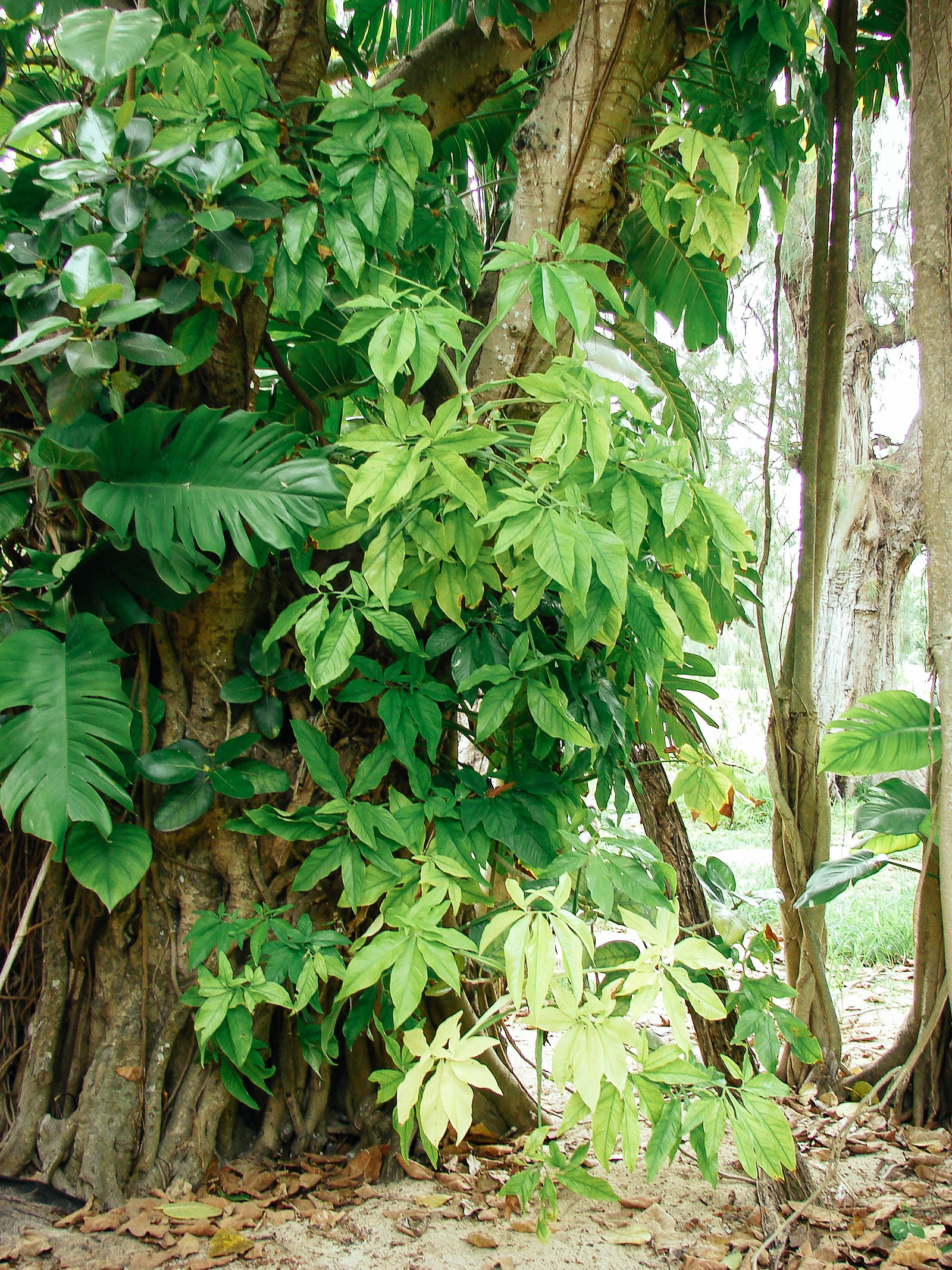 A mature Syngonium podophyllum vine climbing up a tree in the wild