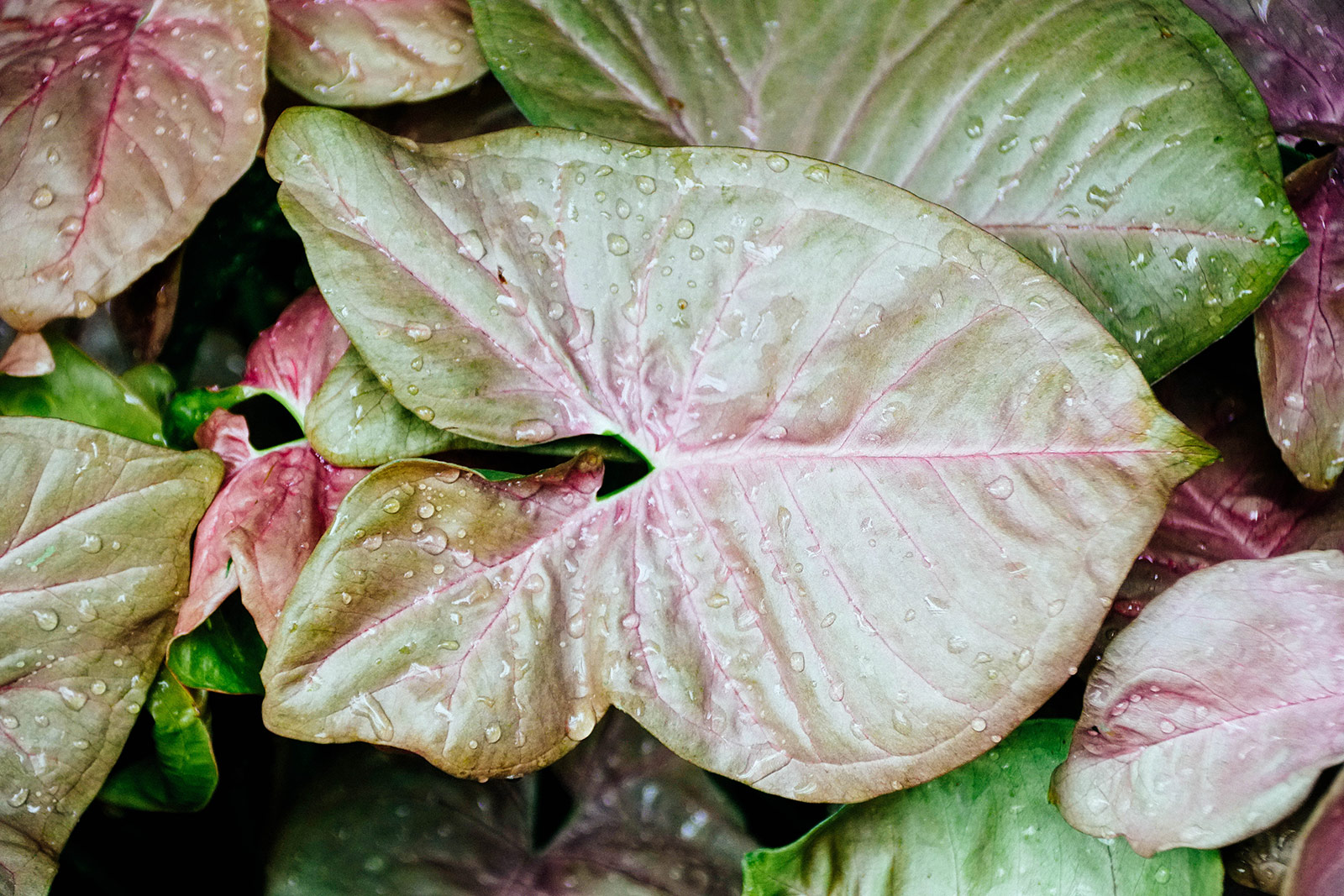 Close-up of Syngonium 'Neon Robusta' arrowhead plant leaf with water droplets on it