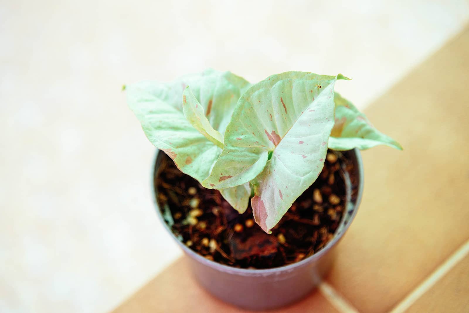 Syngonium 'Confetti' arrowhead plant in a small pot sitting on a tiled surface