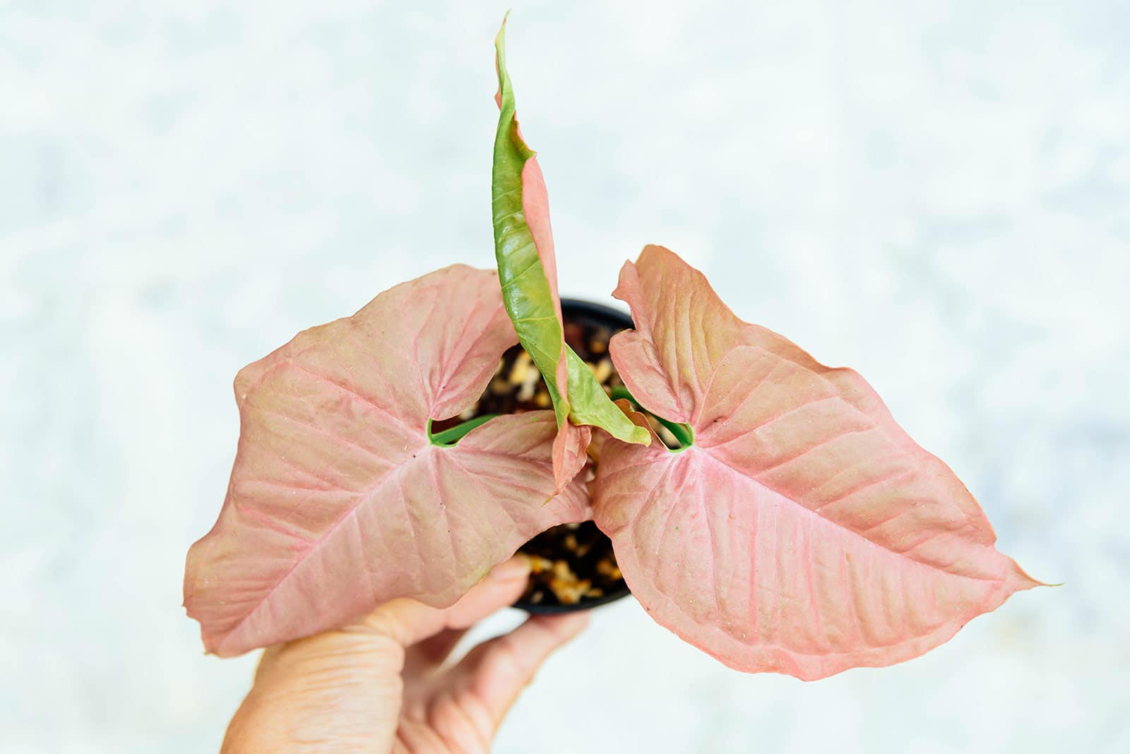 Hand holding a pink Syngonium podophyllum plant against a mottled white and gray background