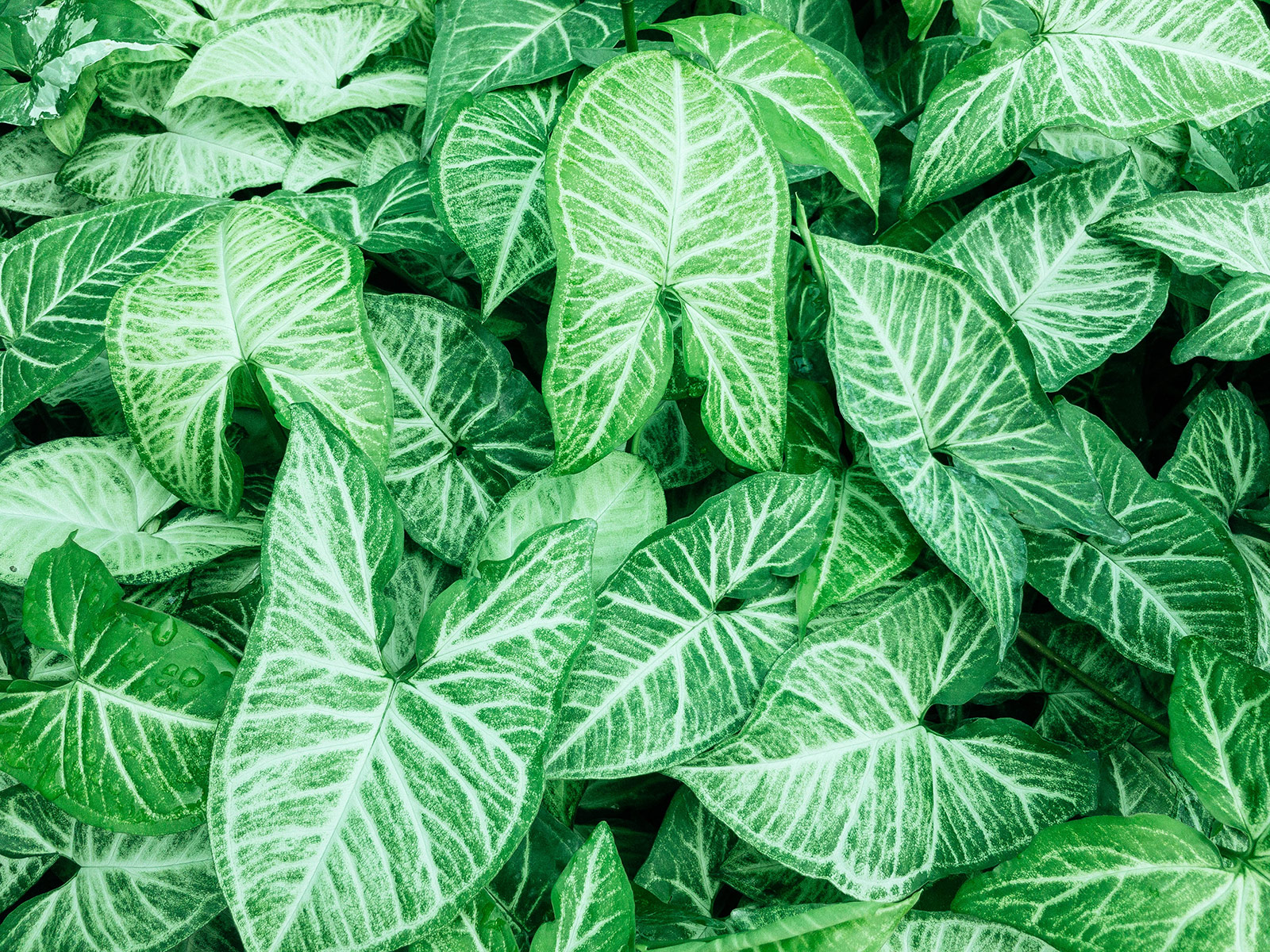 Overhead shot of a cluster of green and white Syngonium podophyllum foliage