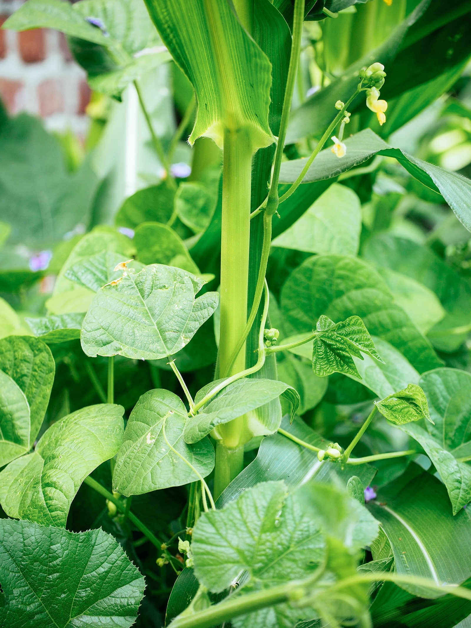 Close-up of pole bean vines climbing up a corn stalk in a Three Sisters garden
