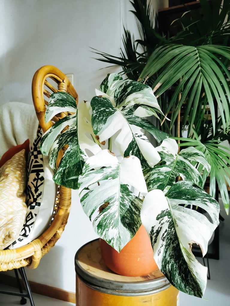 How to Keep Your Variegated Monstera Looking Gorgeous – Garden Betty