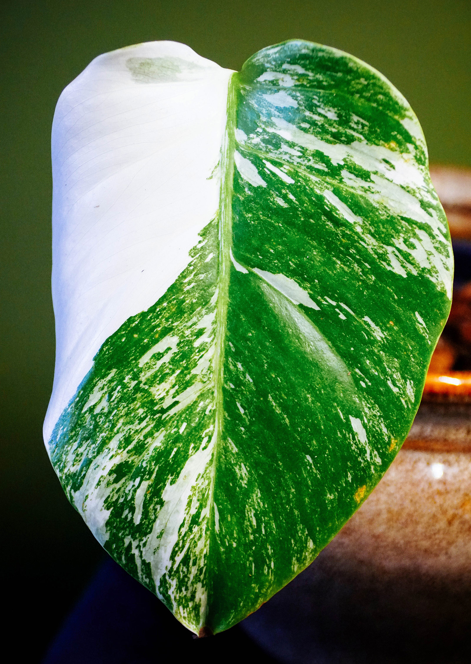 Close-up of variegated Monstera leaf showing both marbled variegation and sectoral variegation