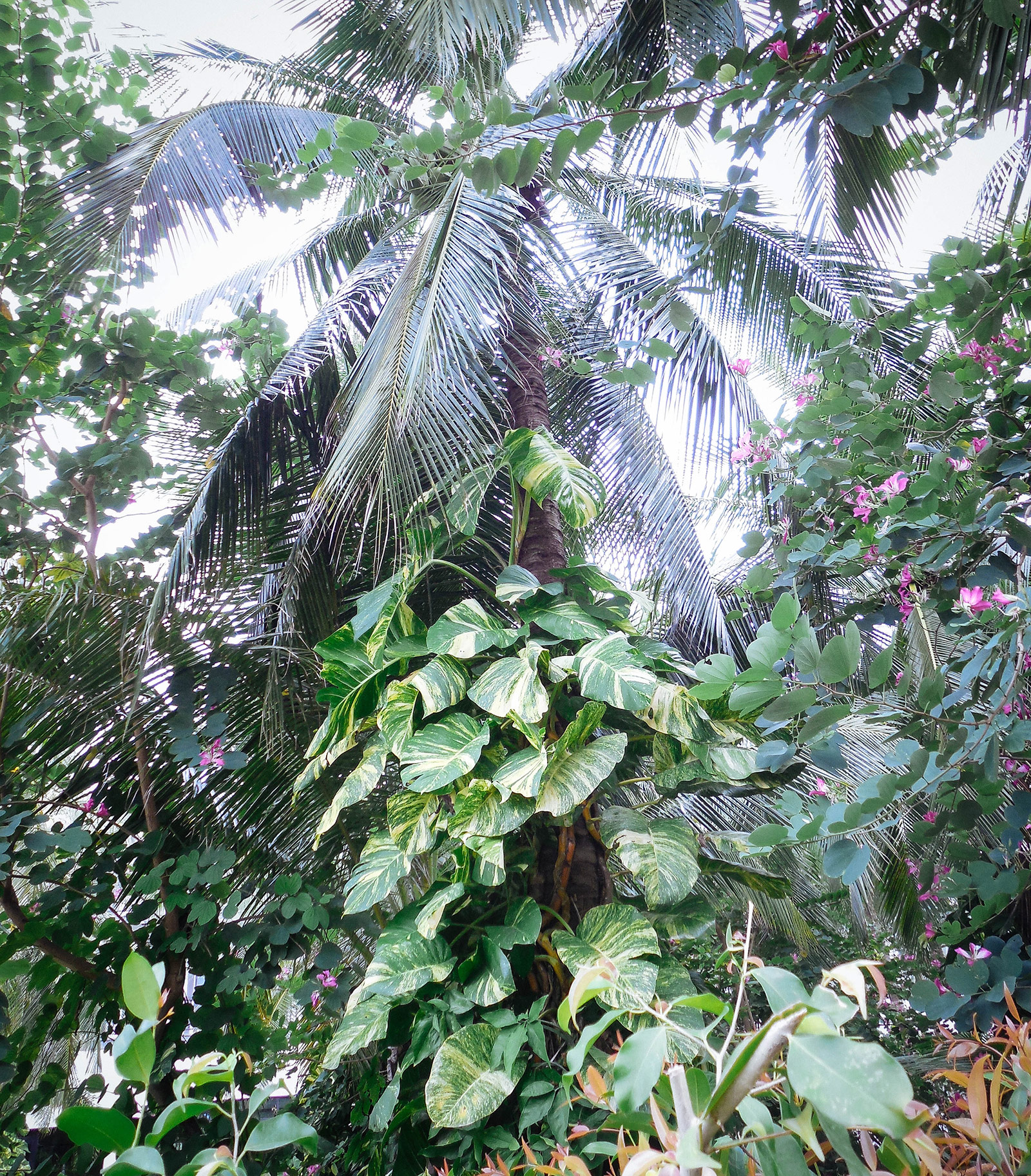 Jungle scene filled with tropical plants, including a variegated Monstera vine climbing up a palm tree