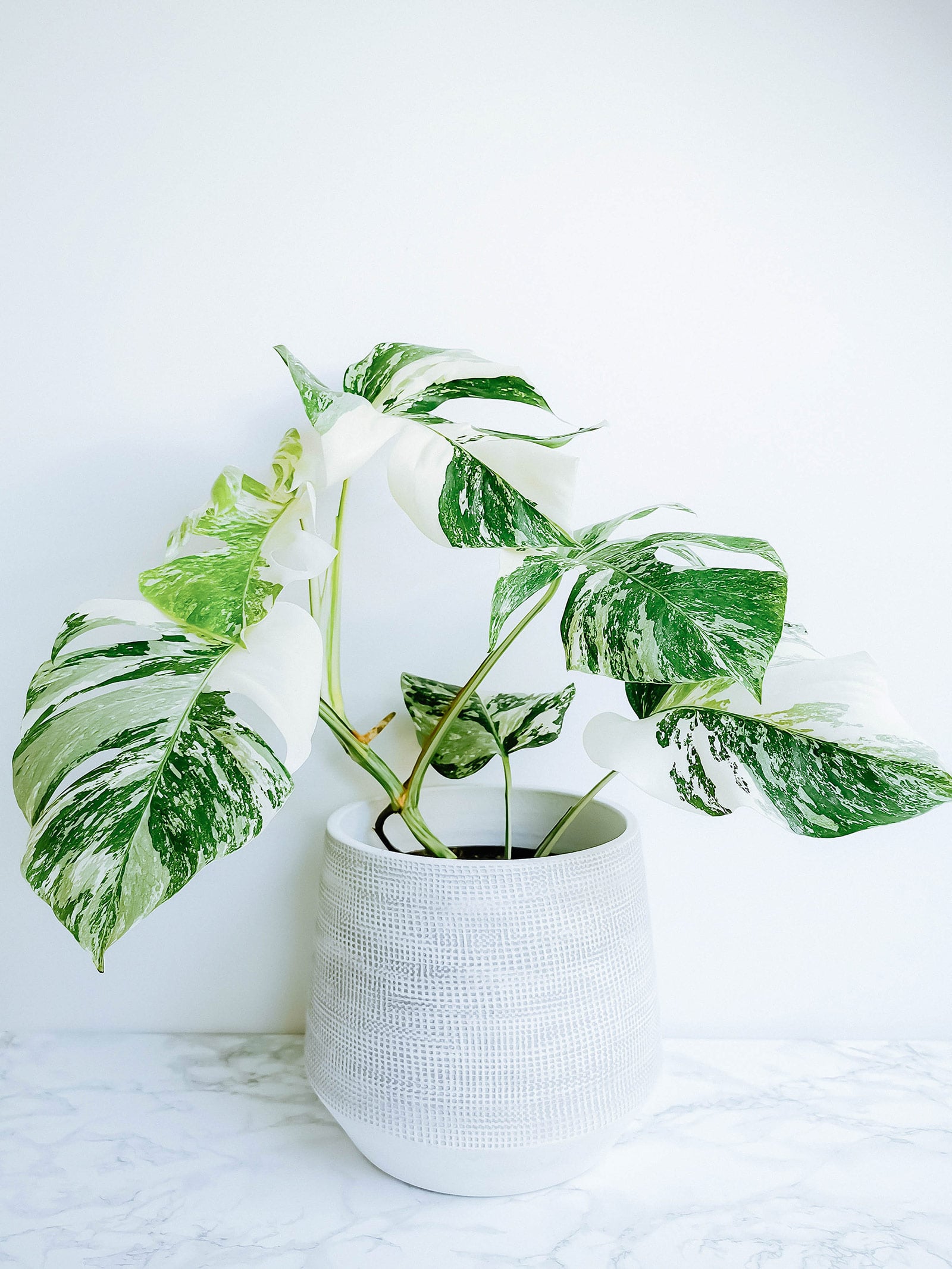Young Monstera Variegata houseplant in a white textured ceramic pot on a white marble surface