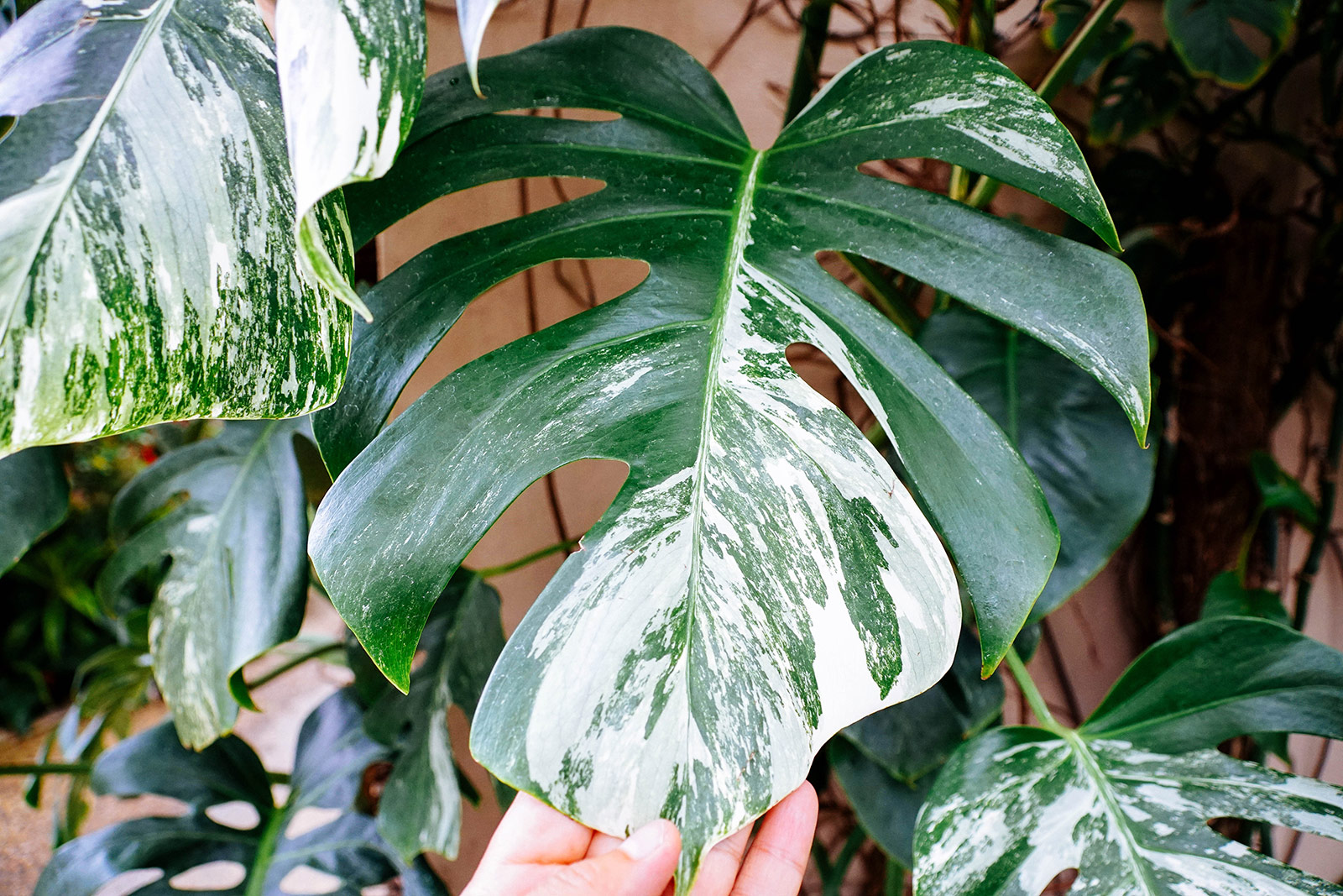 Hand holding the tip of a large Monstera deliciosa Variegata leaf, with more Monstera leaves in the background